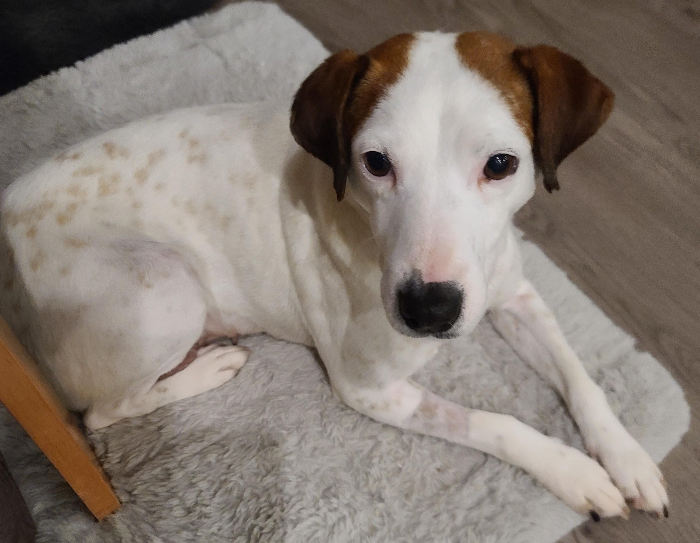 Enlarge Stripe, a ADOPTABLE Jack Russell Terrier in Clatskanie, OR image 3/5