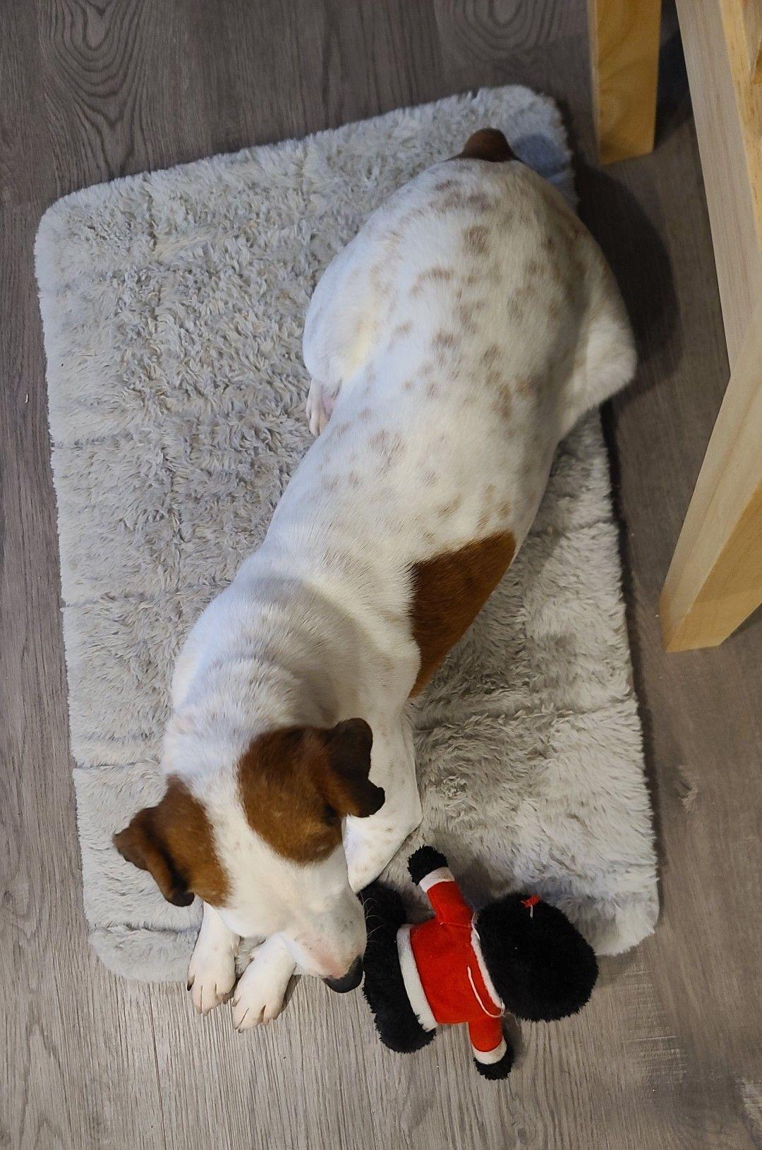 Enlarge Stripe, a ADOPTABLE Jack Russell Terrier in Clatskanie, OR image 4/5