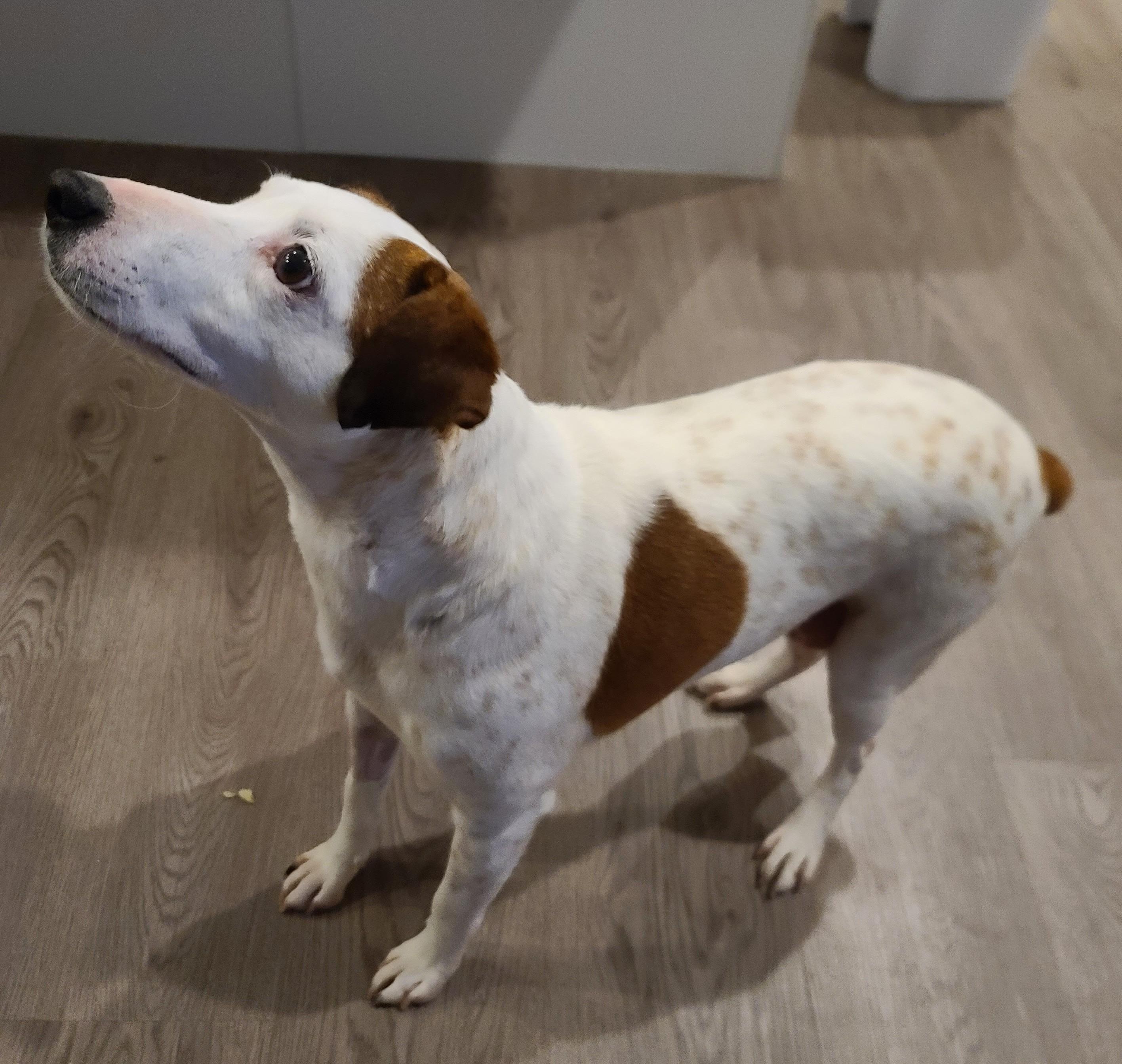 Stripe, ADOPTABLE, Adult Female Jack Russell Terrier.