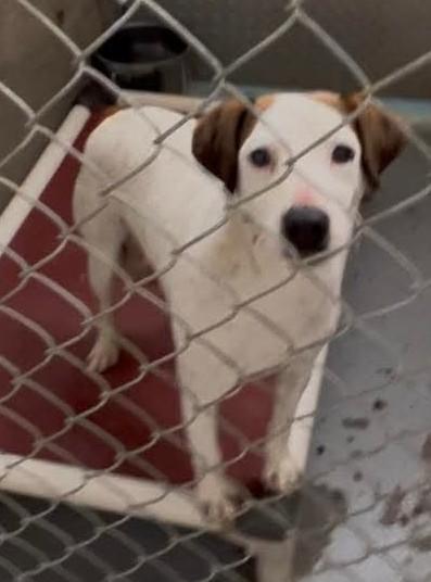 Stripe, ADOPTABLE, Adult Female Jack Russell Terrier.