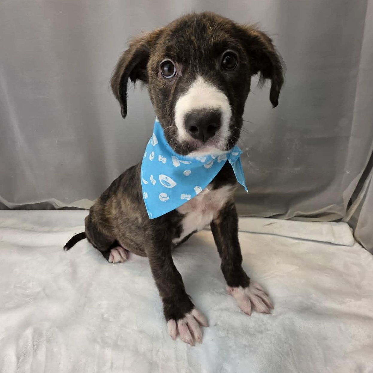 Phoenix, Adoptable, Puppy Male Boxer & American Staffordshire Terrier.