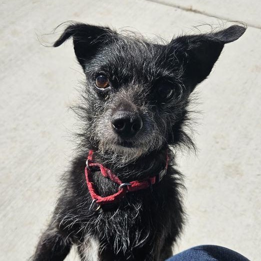 Enlarge Usha, a Adoptable mixed breed in Watertown, WI image 1/6