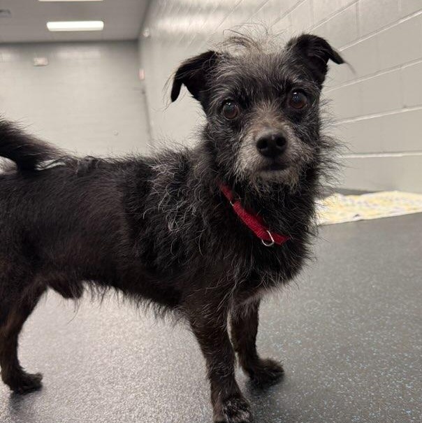 Enlarge Usha, a Adoptable mixed breed in Watertown, WI image 2/6