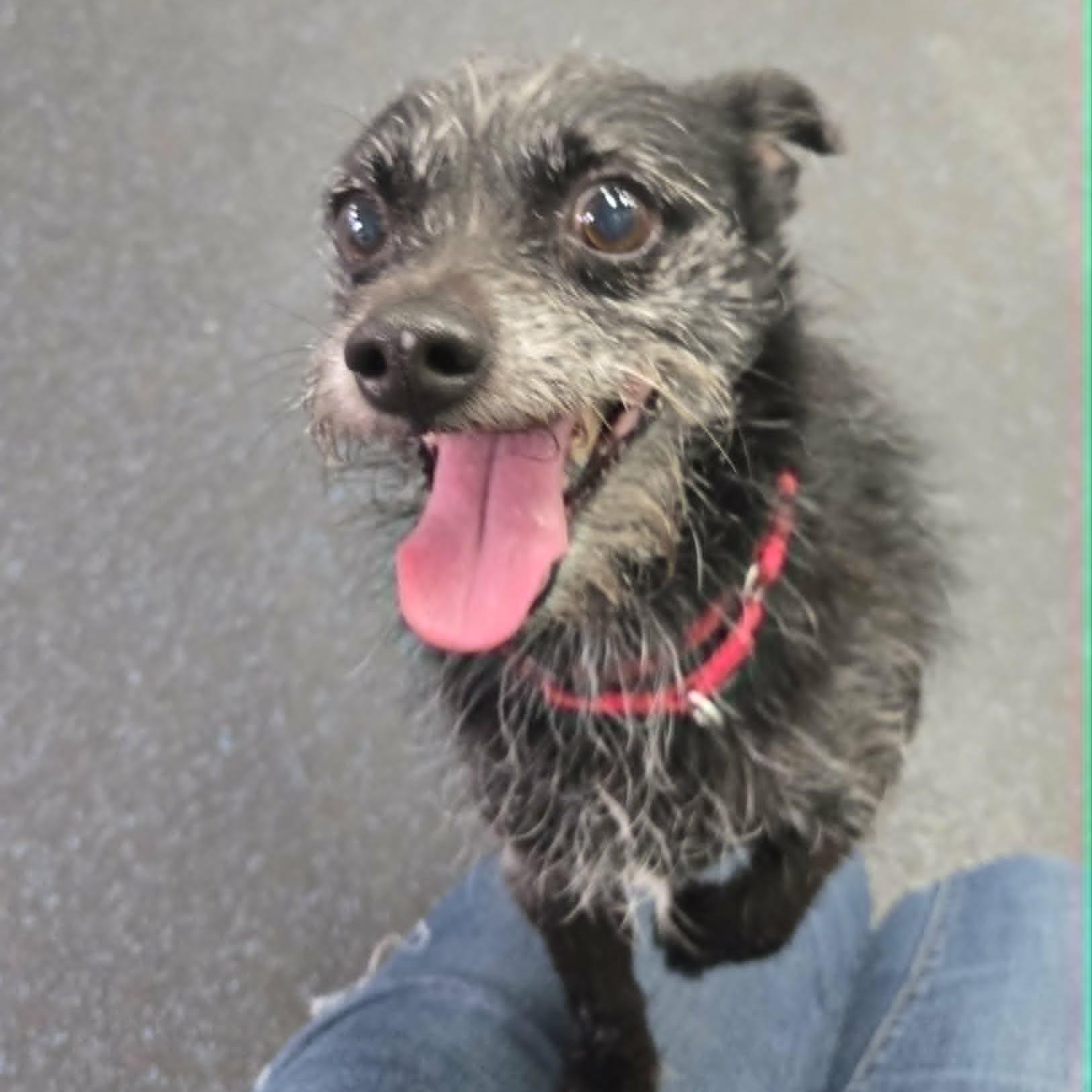 Enlarge Usha, a ADOPTABLE mixed breed in Watertown, WI image 2/3