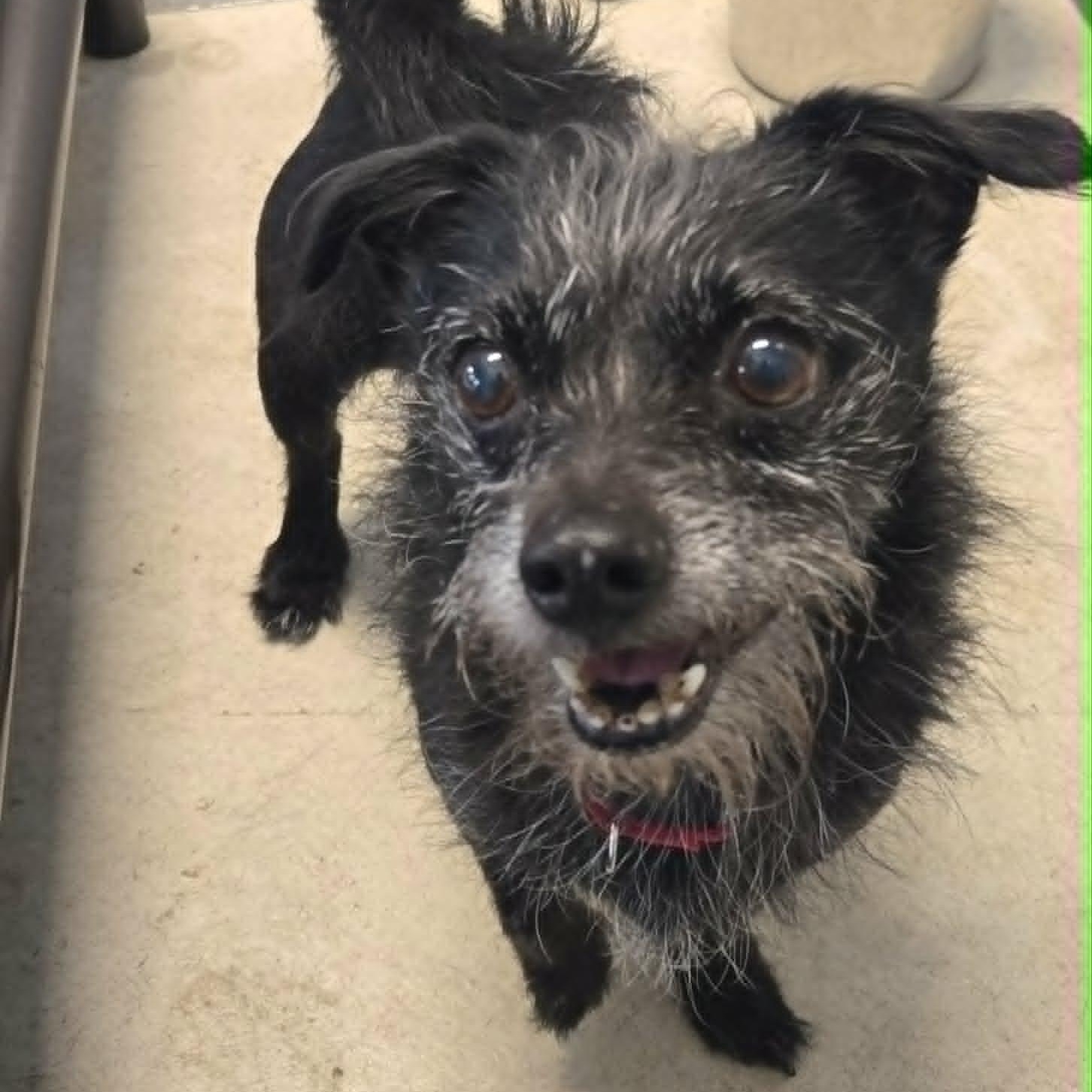 Usha, ADOPTABLE, Senior Male Chihuahua & Terrier.