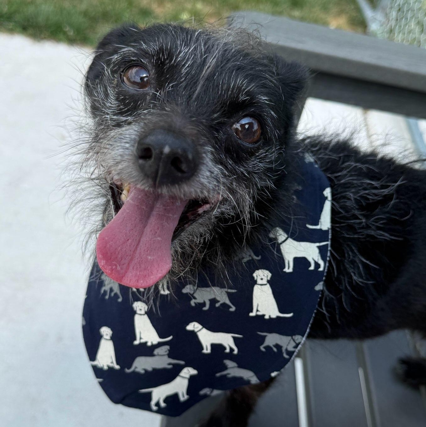 Usha, ADOPTABLE, Senior Male Chihuahua & Terrier.