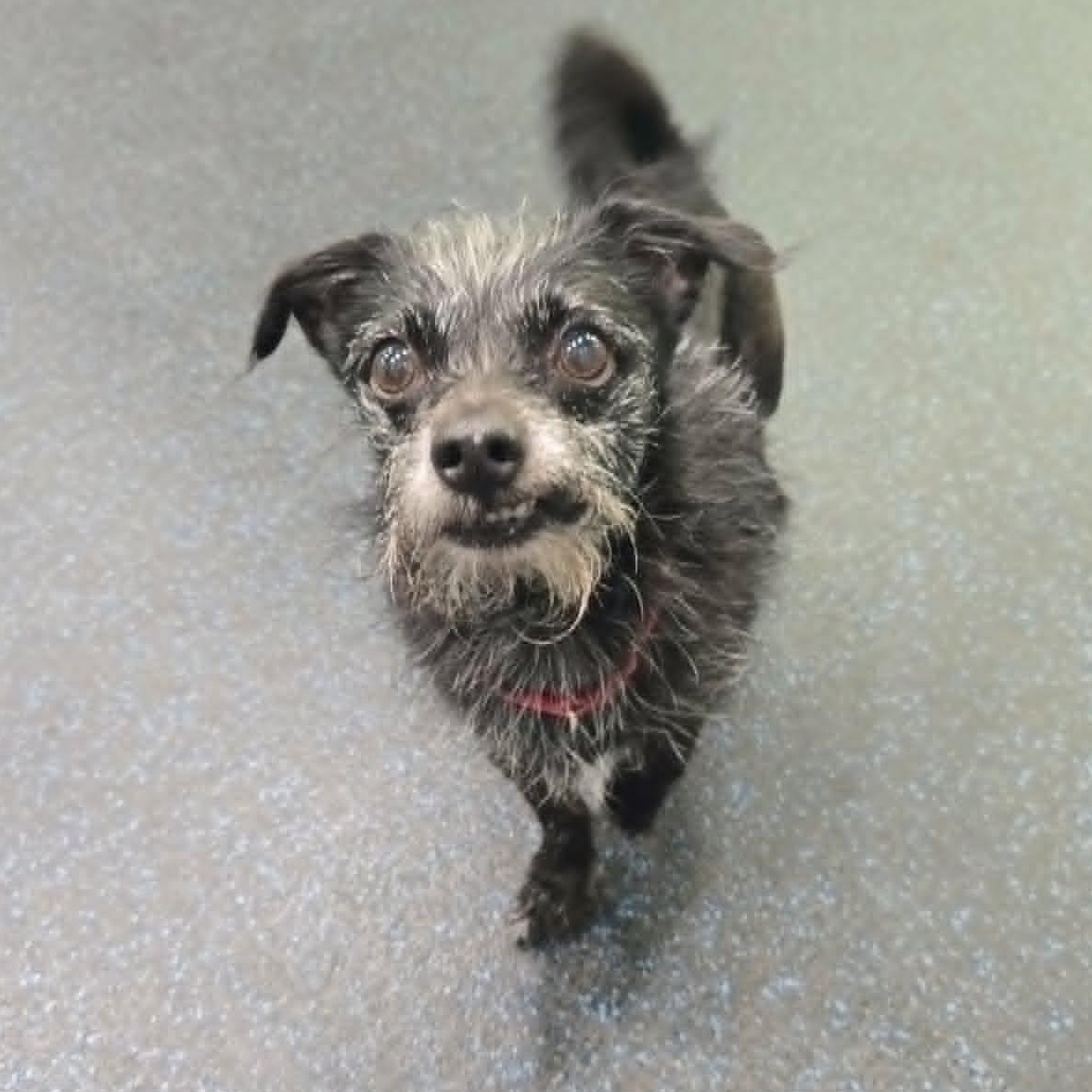 Enlarge Usha, a ADOPTABLE mixed breed in Watertown, WI image 3/3