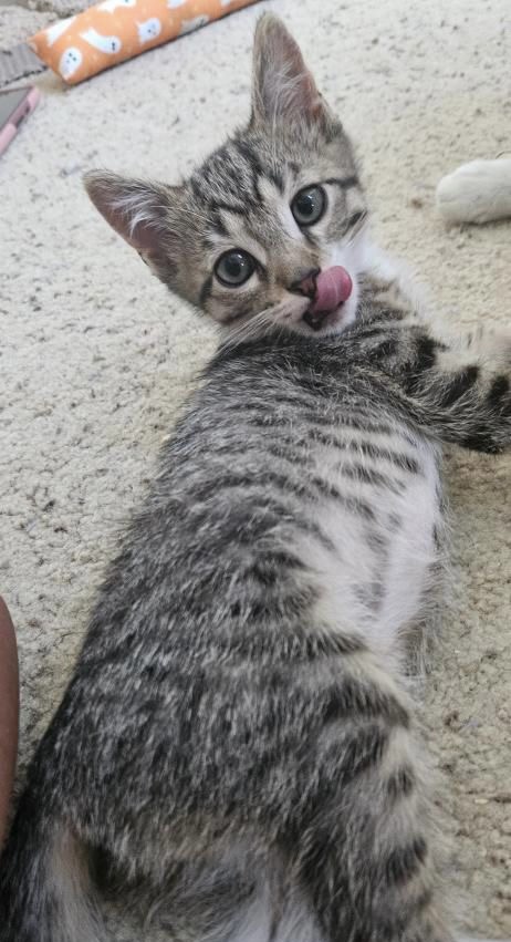 Biggie, a Adopted Domestic Short Hair in Santa Ana, CA image 2/3