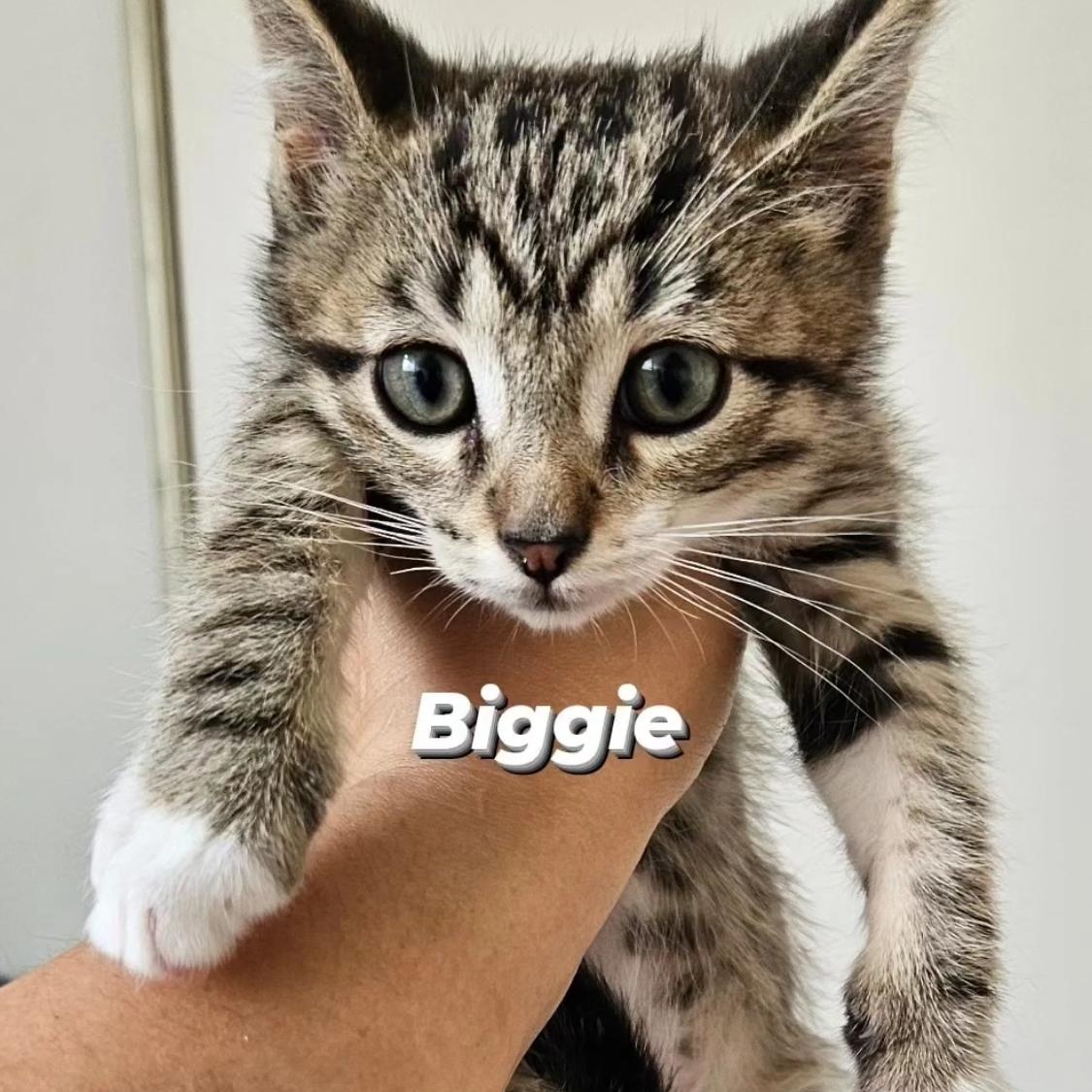 Biggie, Adopted, Kitten Male Domestic Short Hair.