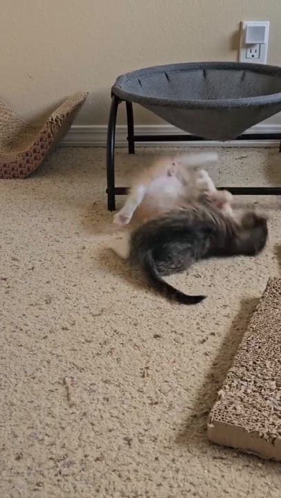 Enlarge Biggie, a Adopted Domestic Short Hair in Santa Ana, CA video 3/3