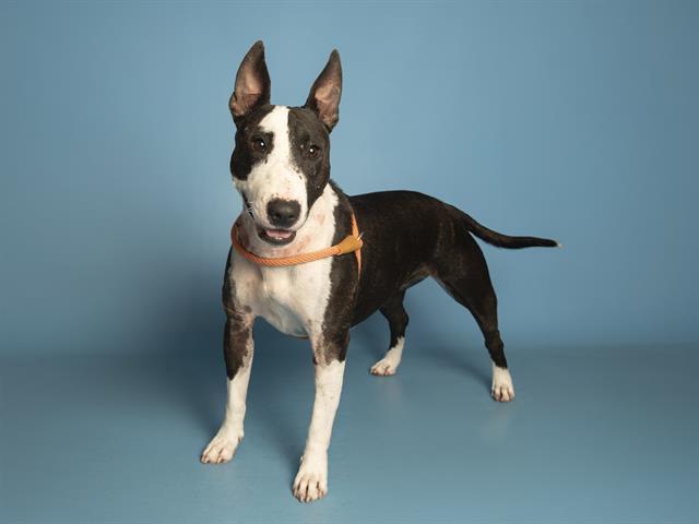 IDDIE, Adoptable, Adult Female Bull Terrier.
