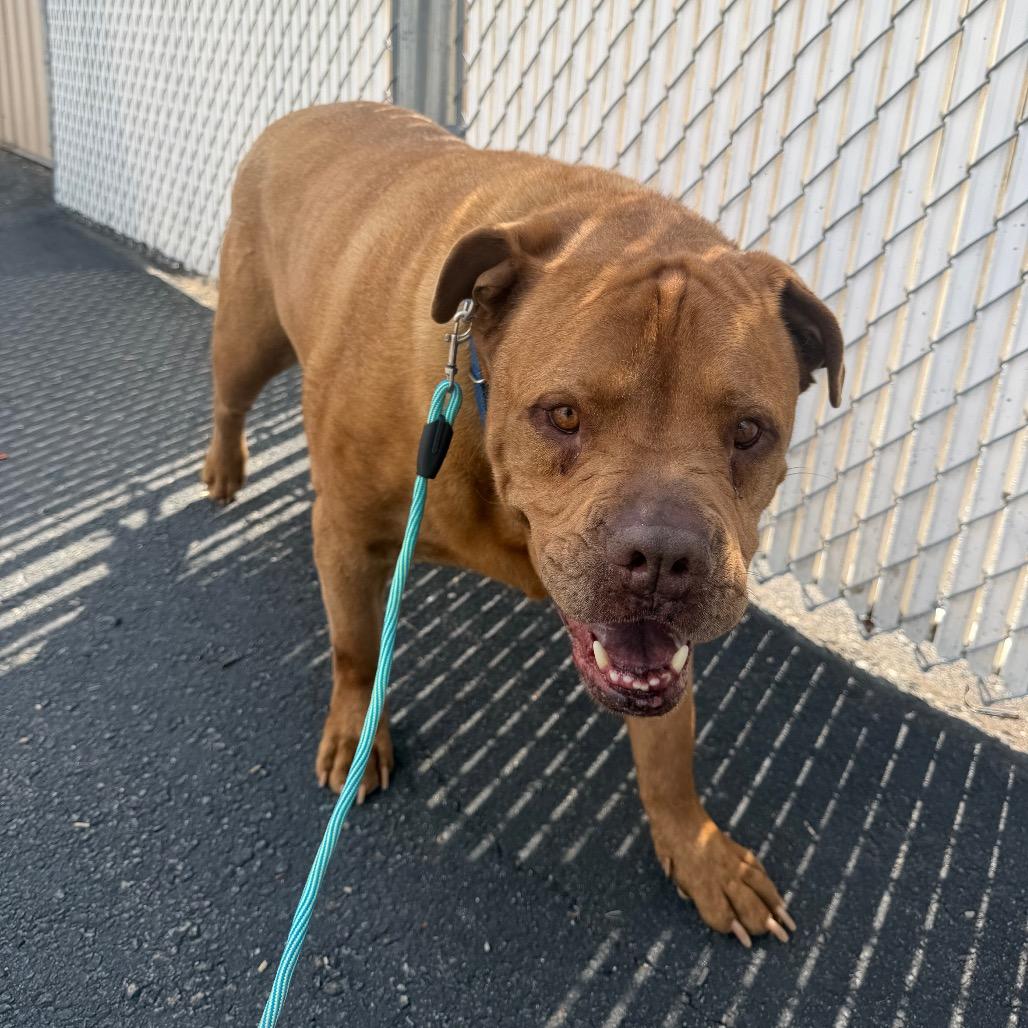 Laser, Adoptable, Senior Male Bullmastiff & Mixed Breed.