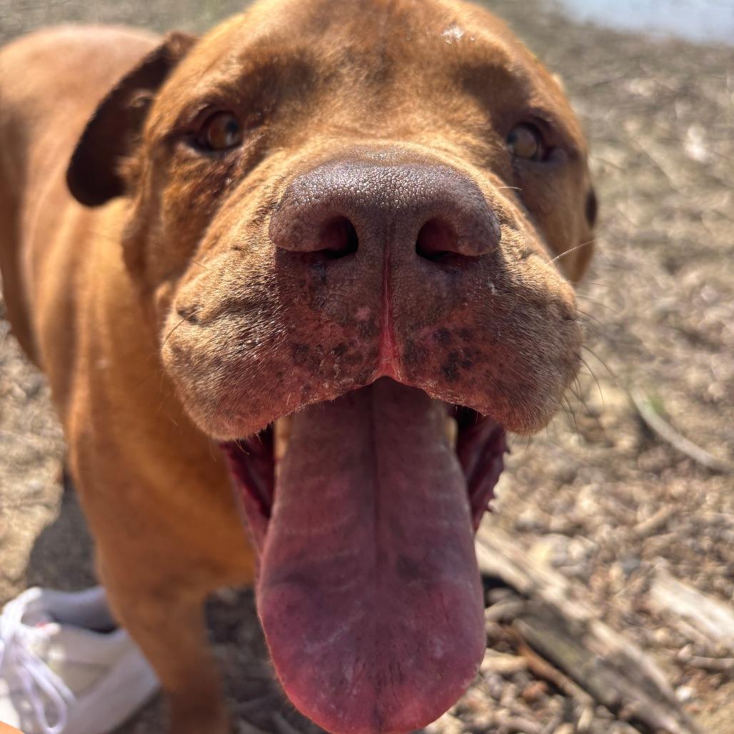 Enlarge Laser, a Adoptable mixed breed in Birdsboro, PA image 2/5