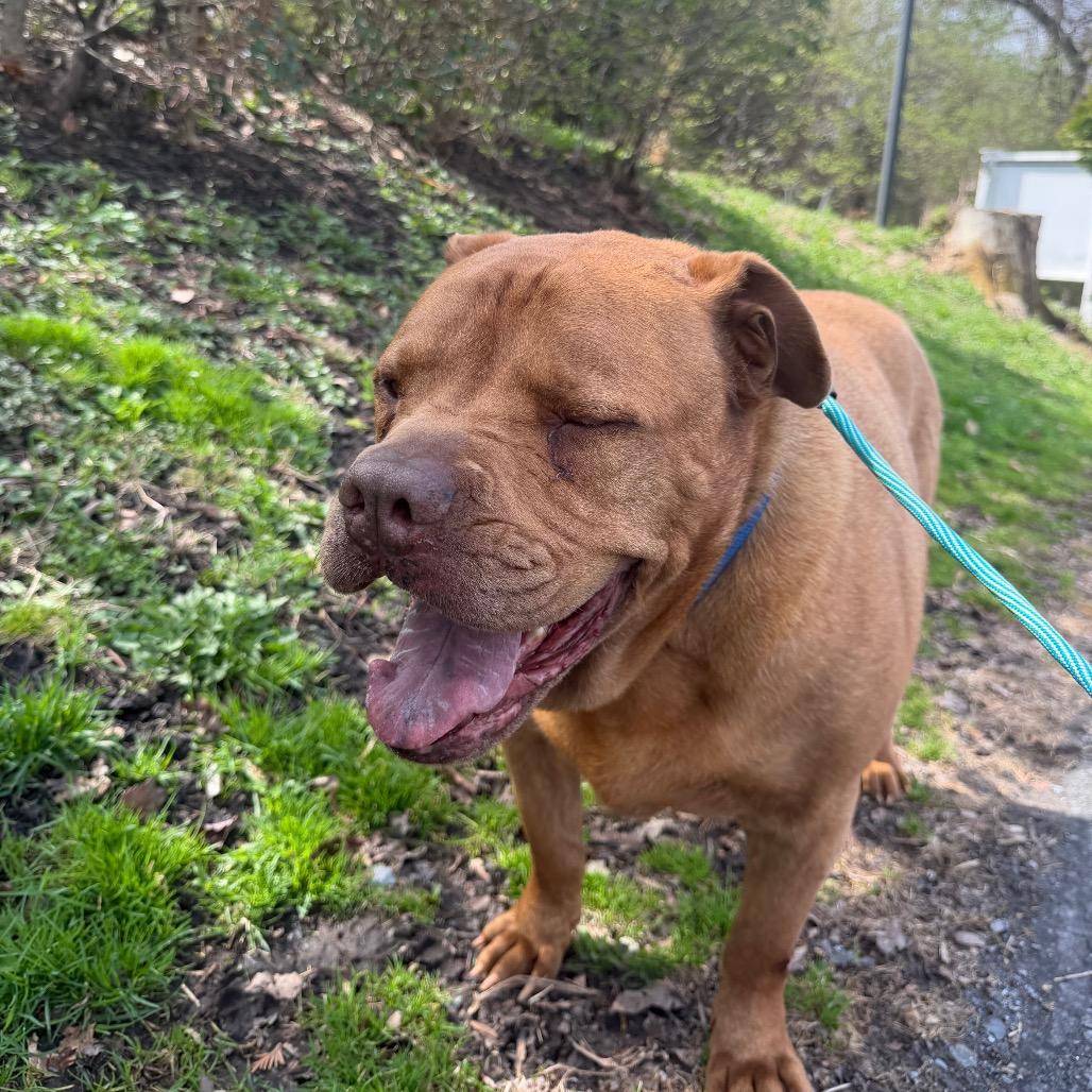 Enlarge Laser, a Adoptable mixed breed in Birdsboro, PA image 3/5
