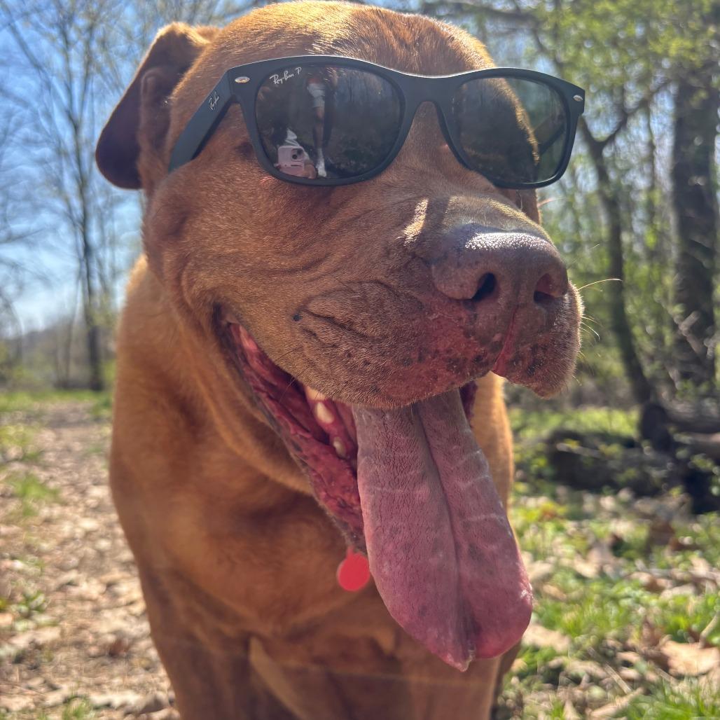 Enlarge Laser, a Adoptable mixed breed in Birdsboro, PA image 4/5