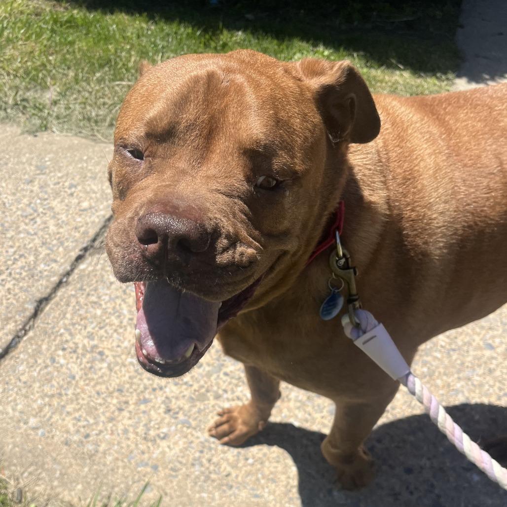 Laser - IN FOSTER, a Adoptable mixed breed in Birdsboro, PA image 5/6