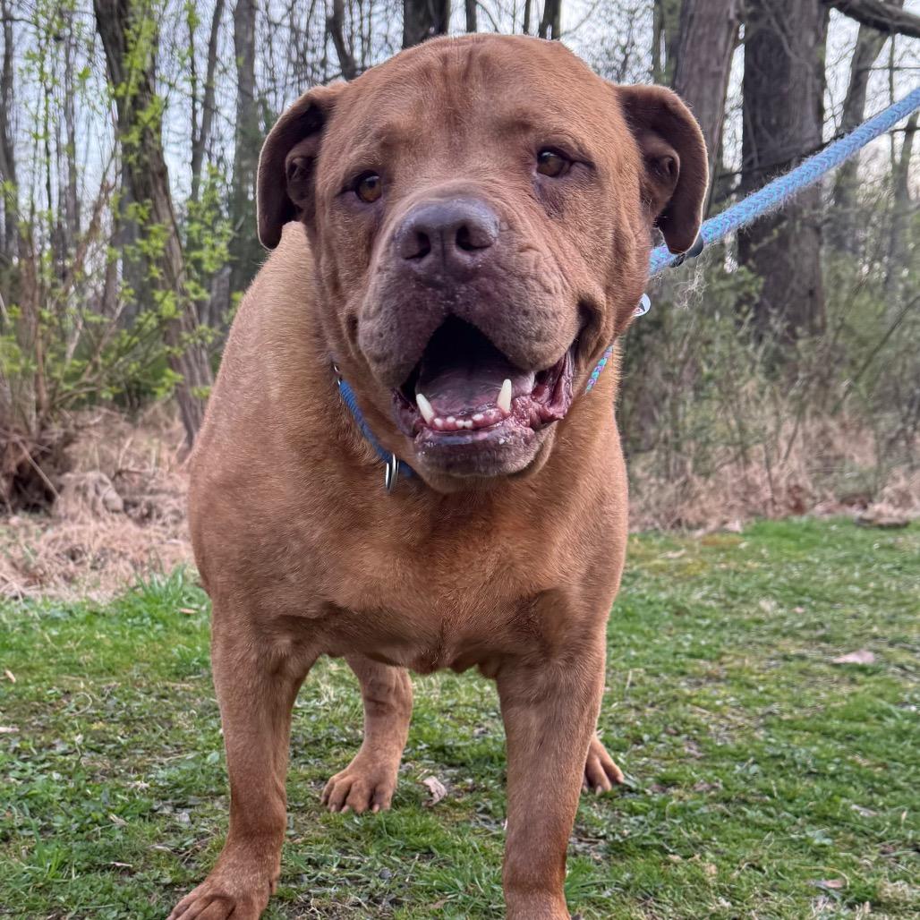 Enlarge Laser, a Adoptable mixed breed in Birdsboro, PA image 5/5