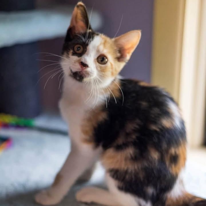 LUNA, ADOPTABLE, Kitten Female Domestic Short Hair.