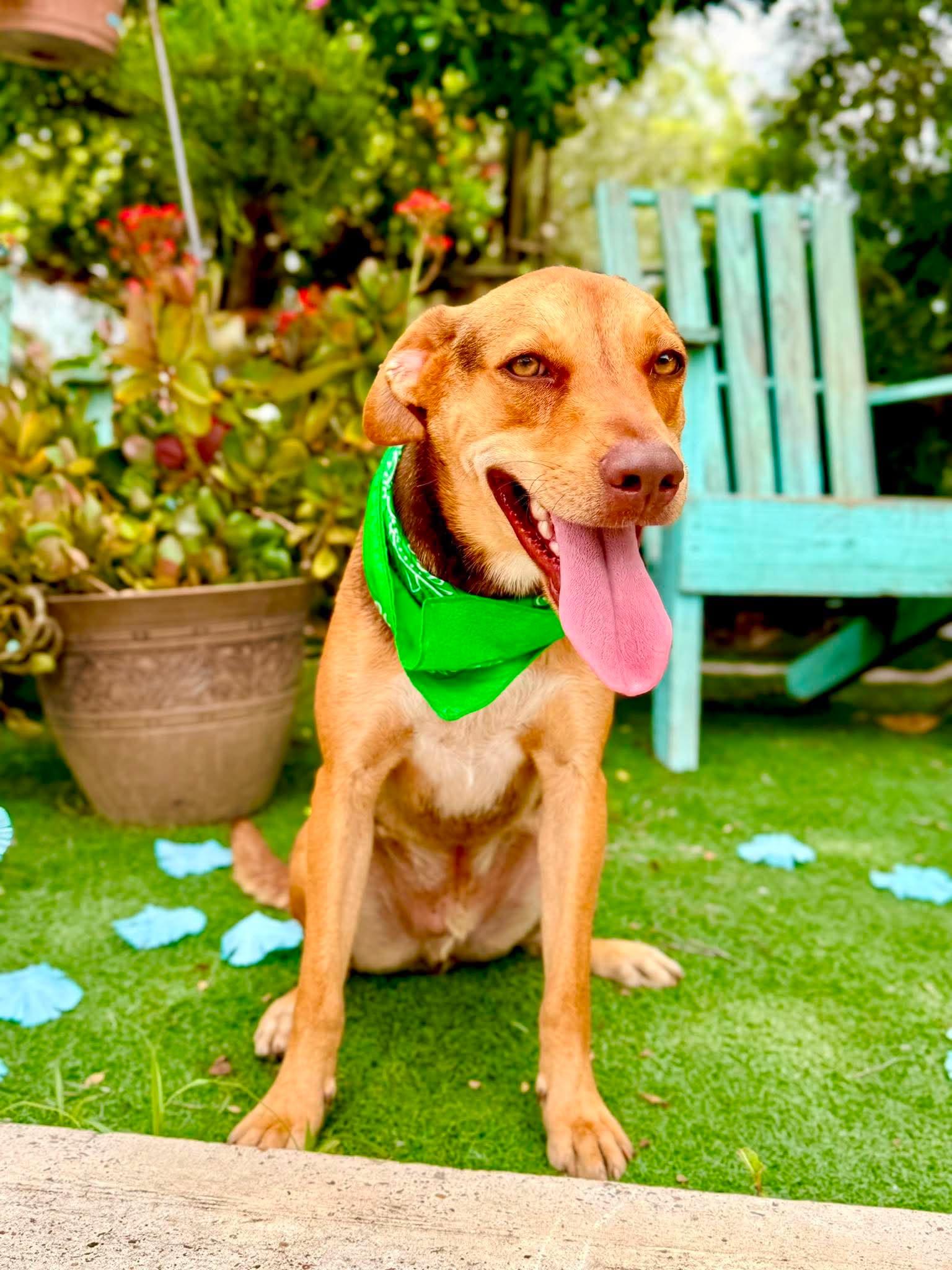 Enlarge Georgey, a Adoptable mixed breed in Bloomsburg, PA image 5/6