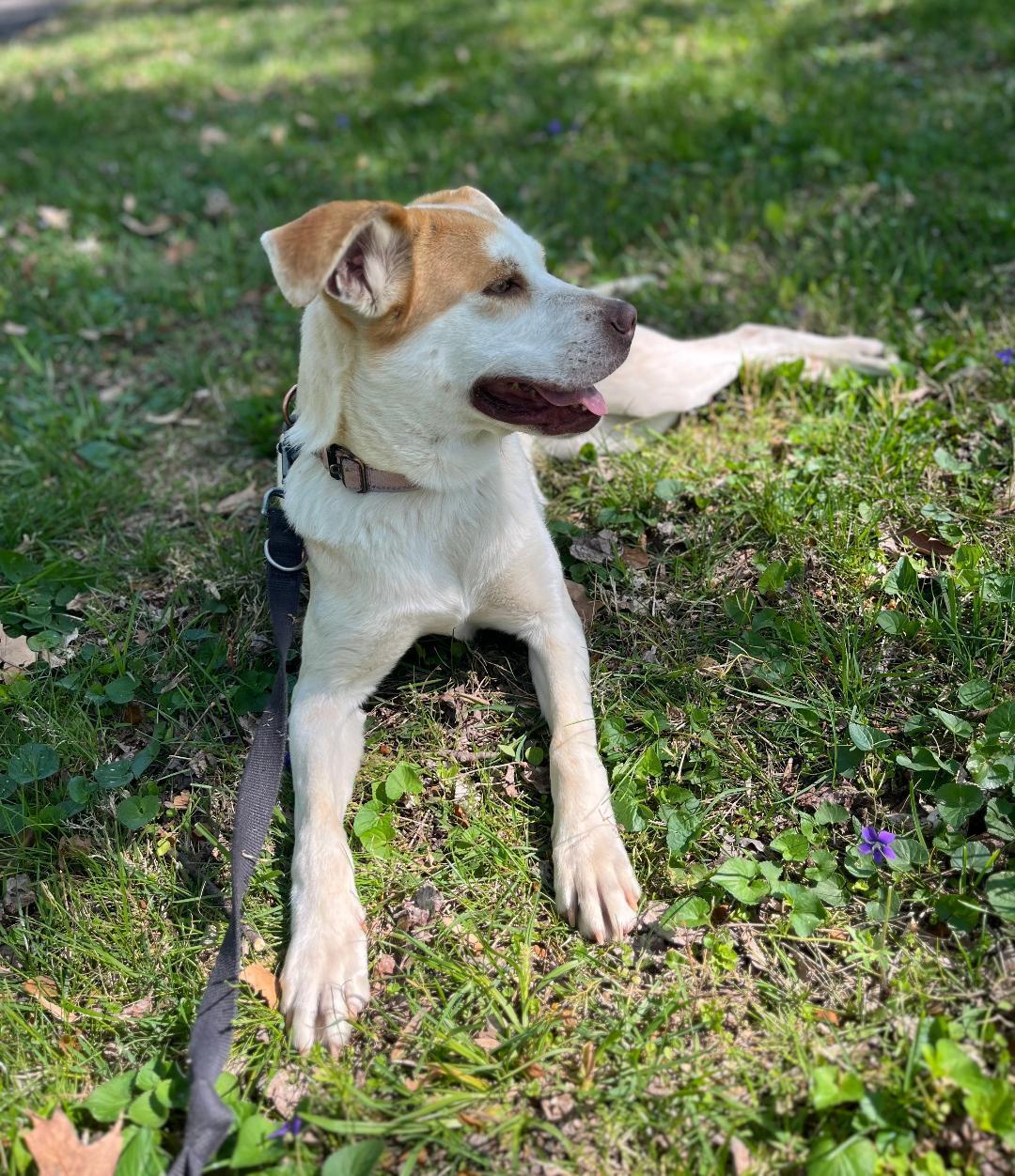 Enlarge Taylor, a Adoptable mixed breed in Louisville, KY image 4/6