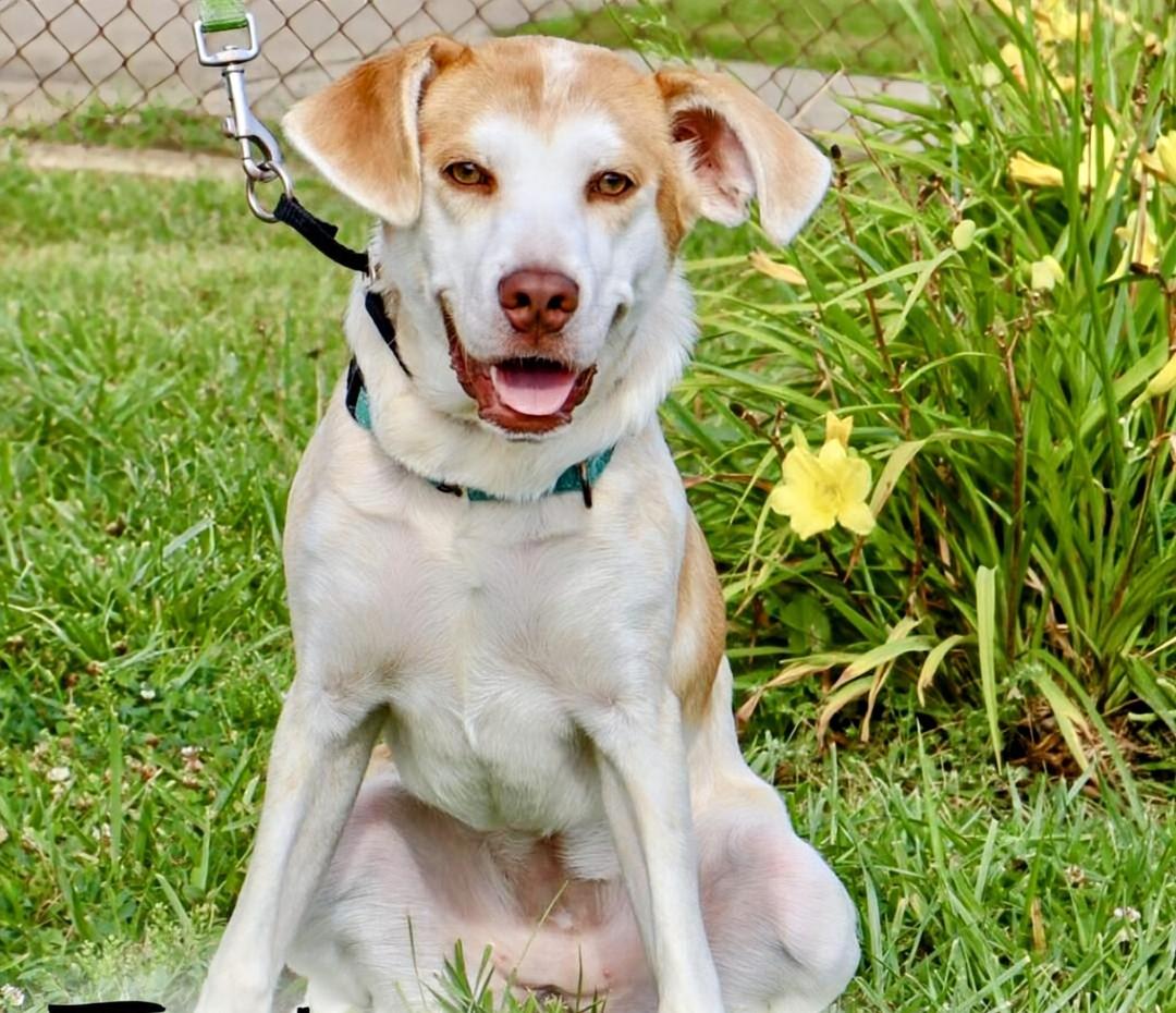 Enlarge Taylor, a Adoptable mixed breed in Louisville, KY image 1/6