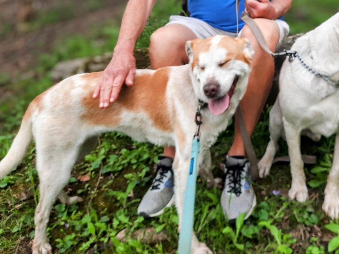 Enlarge Taylor, a Adoptable mixed breed in Louisville, KY image 3/6