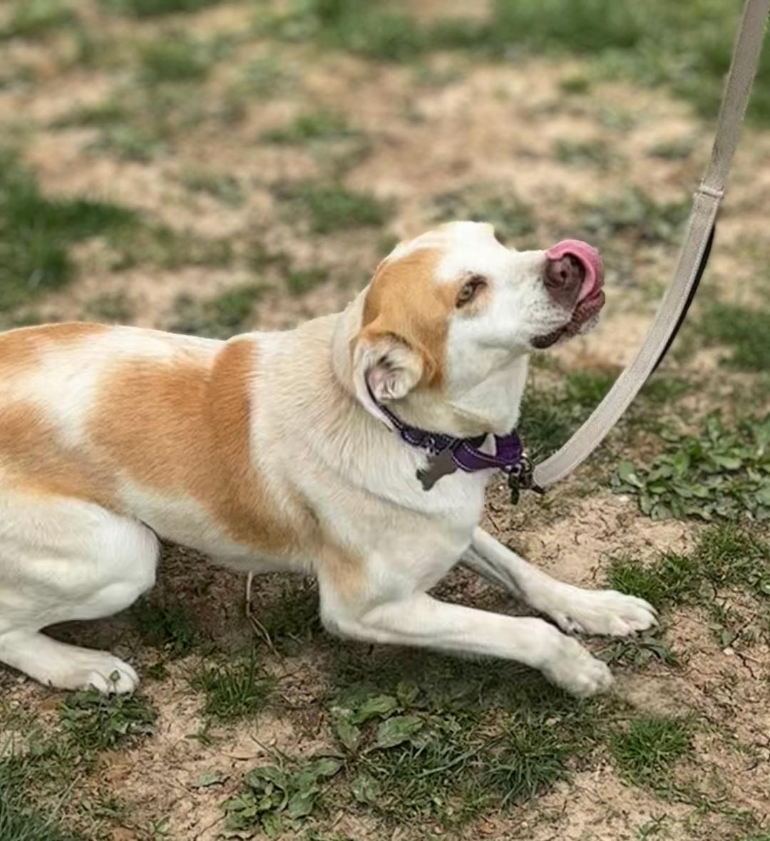 Enlarge Taylor, a Adoptable mixed breed in Louisville, KY image 6/6