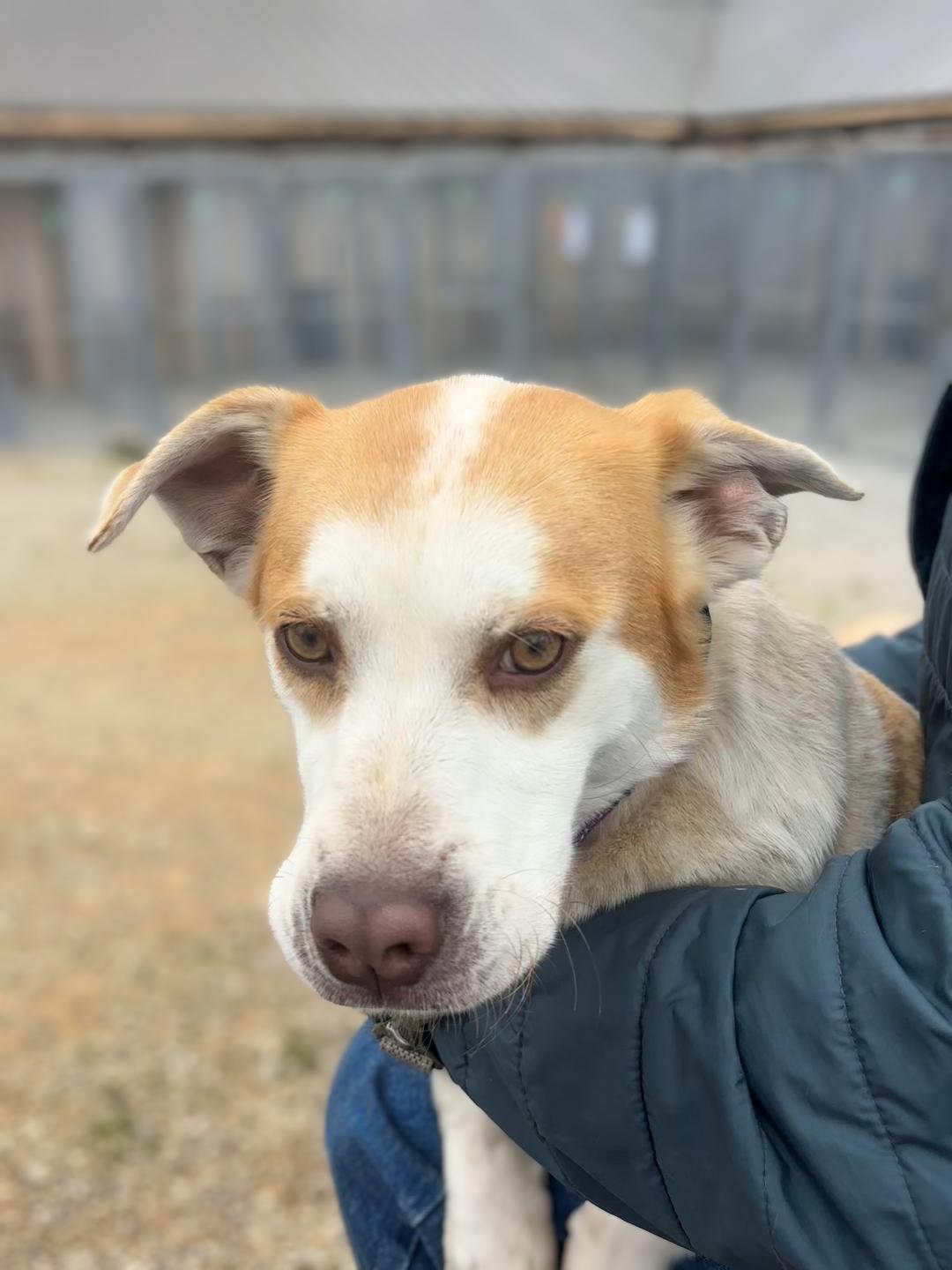 Enlarge Taylor, a Adoptable mixed breed in Louisville, KY image 5/6