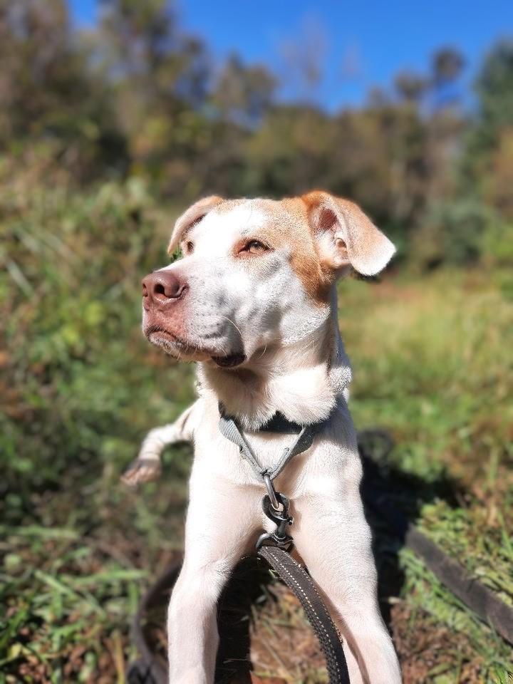 Enlarge Taylor, a Adoptable mixed breed in Louisville, KY image 2/6