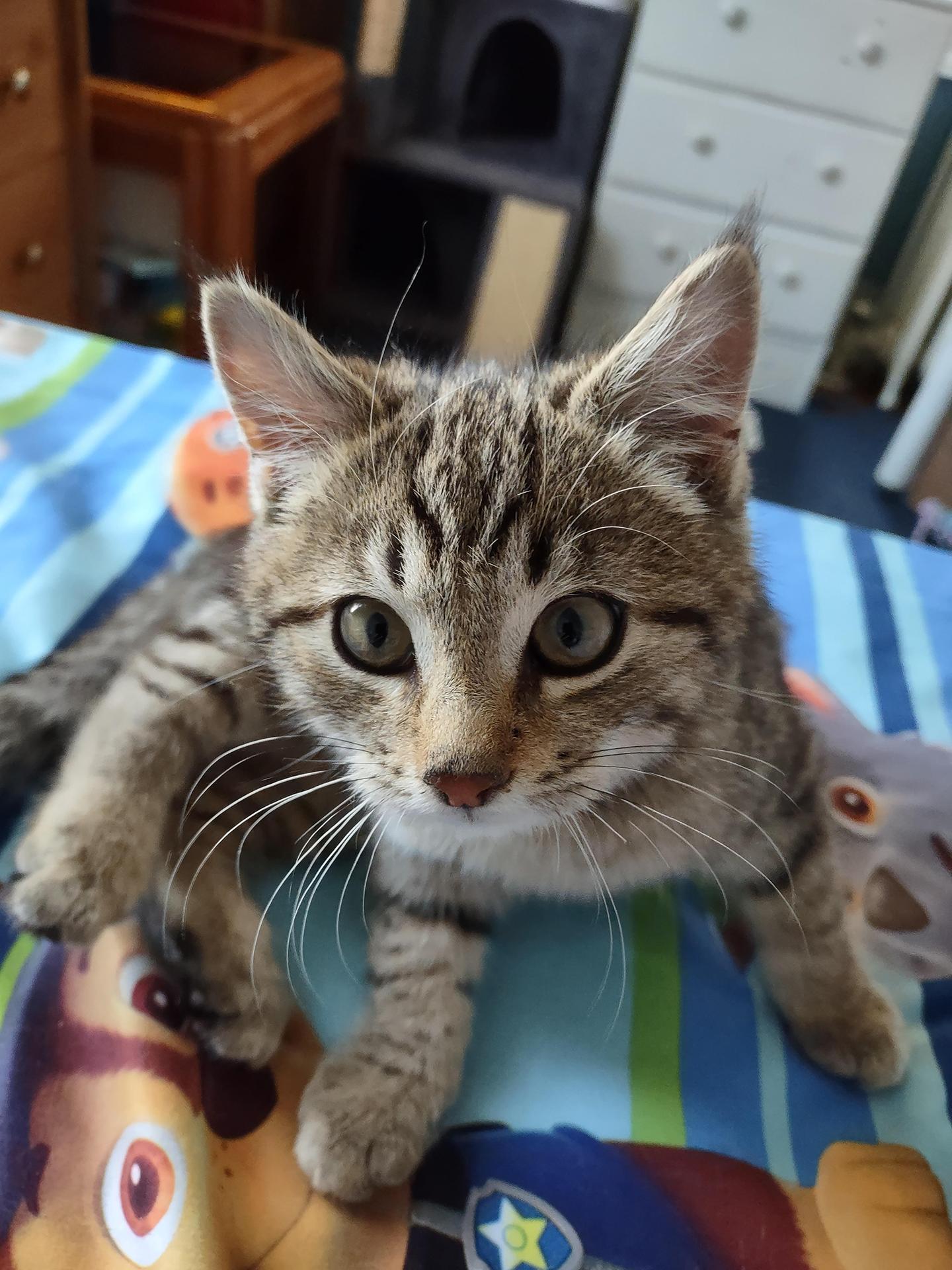 Enlarge Twinkle Cobb, an adopted Domestic Short Hair in Philadelphia, PA image 3/4