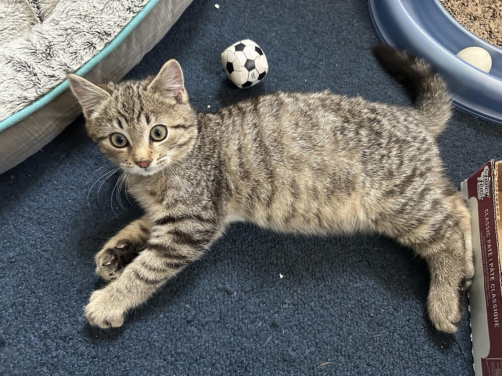 Enlarge Twinkle Cobb, an adopted Domestic Short Hair in Philadelphia, PA image 2/4