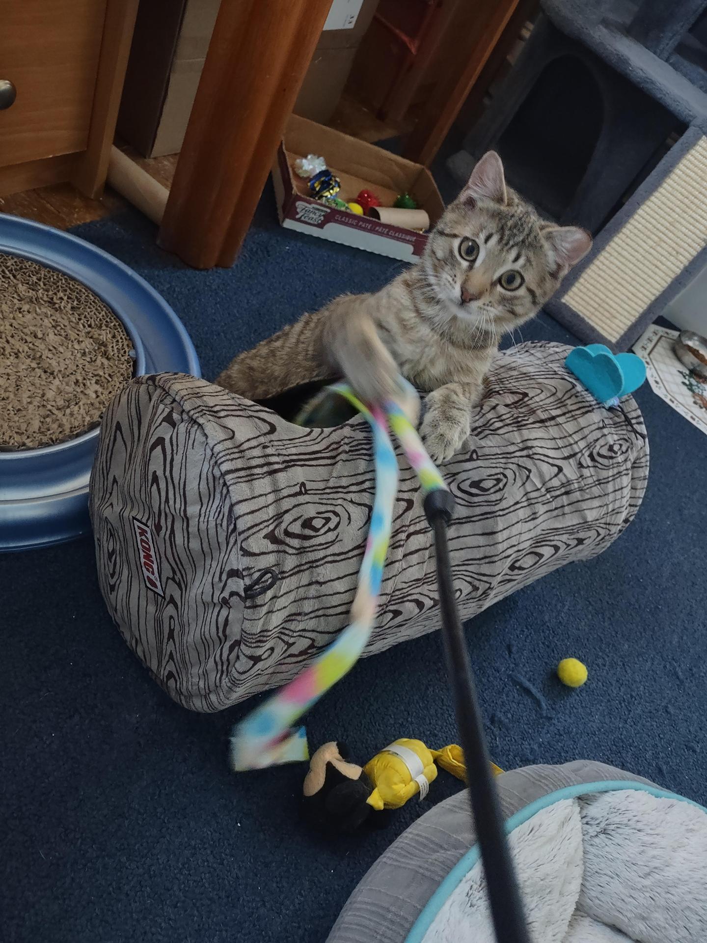 Enlarge Twinkle Cobb, an adopted Domestic Short Hair in Philadelphia, PA image 4/4