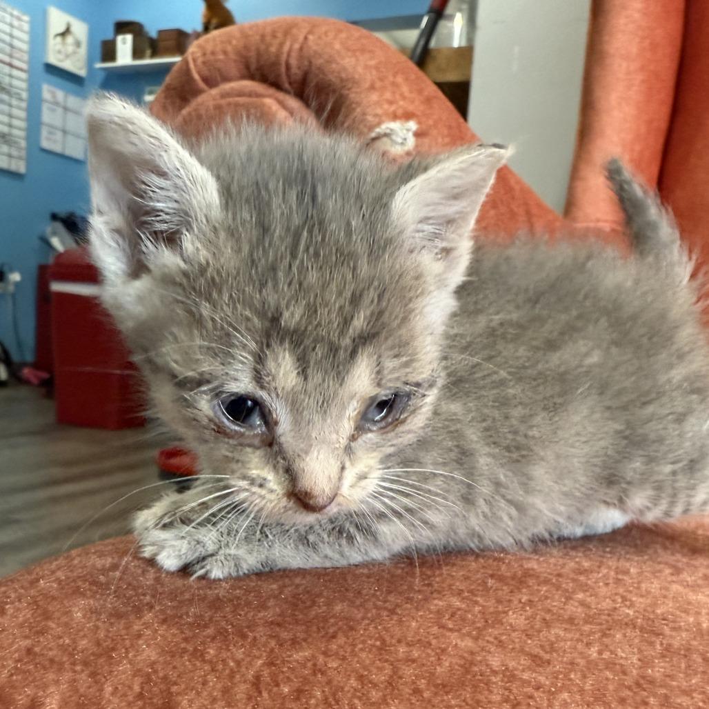 Sylvie, Adoptable, Kitten Female Domestic Short Hair.