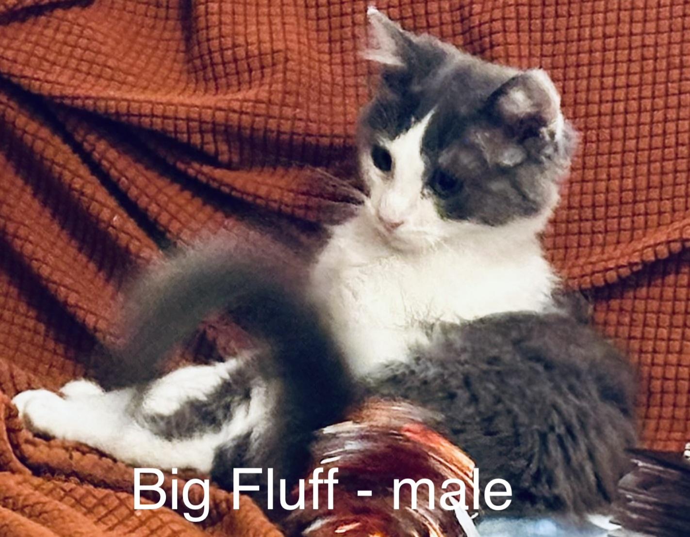 Big Fluff, an adopted Domestic Long Hair in Springfield, OR image 2/6