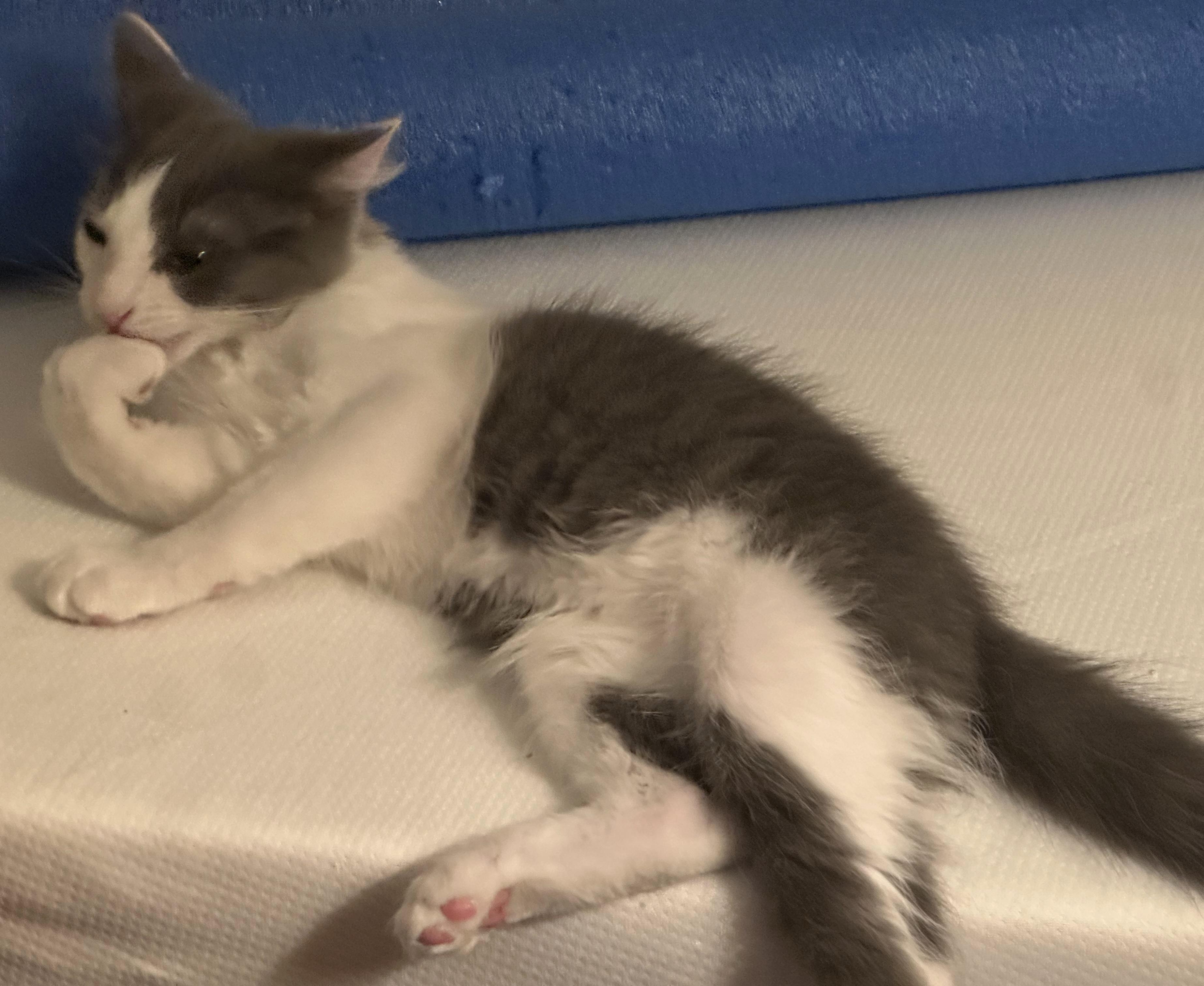 Big Fluff, an adopted Domestic Long Hair in Springfield, OR image 4/6