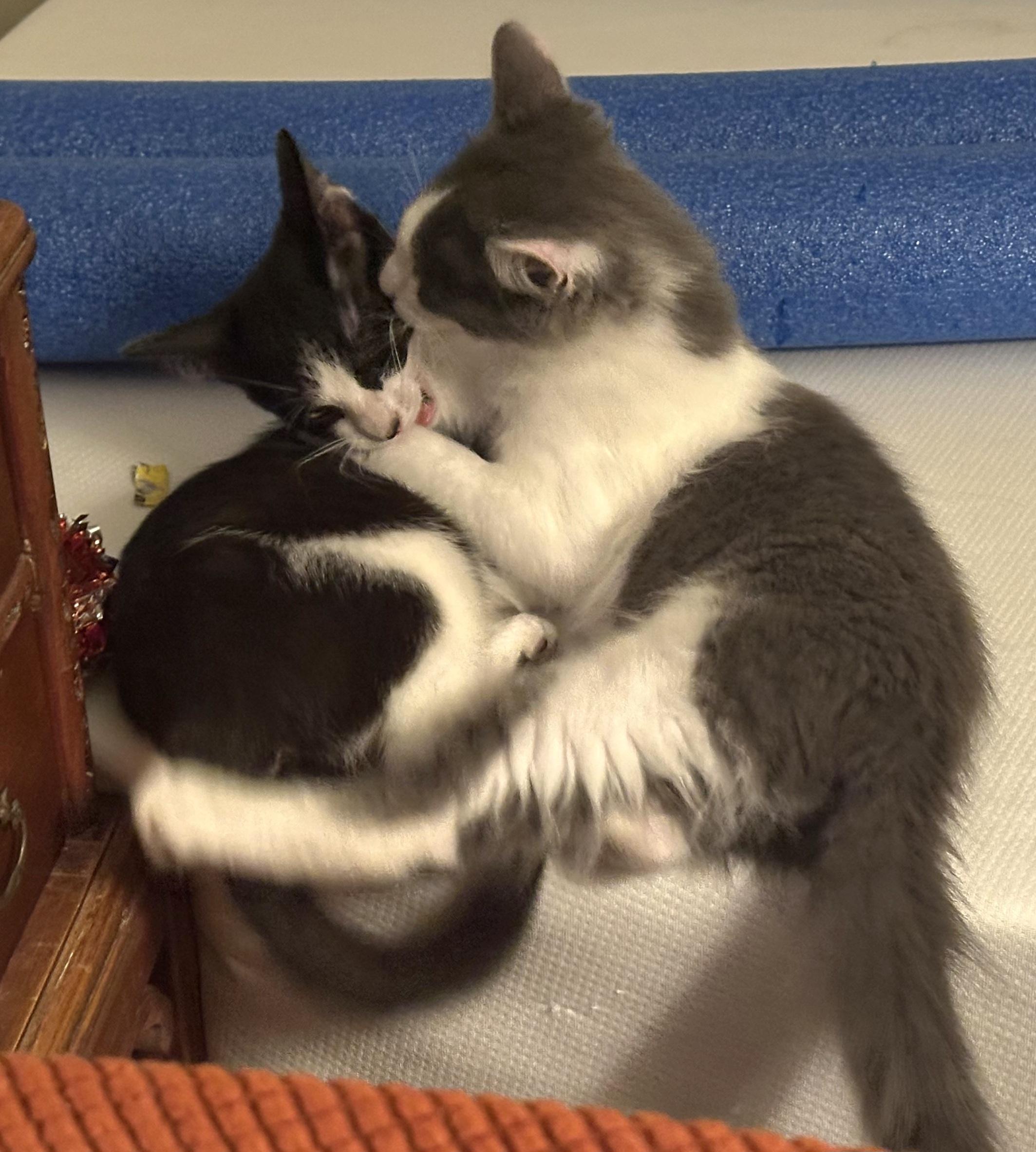 Big Fluff, an adopted Domestic Long Hair in Springfield, OR image 5/6