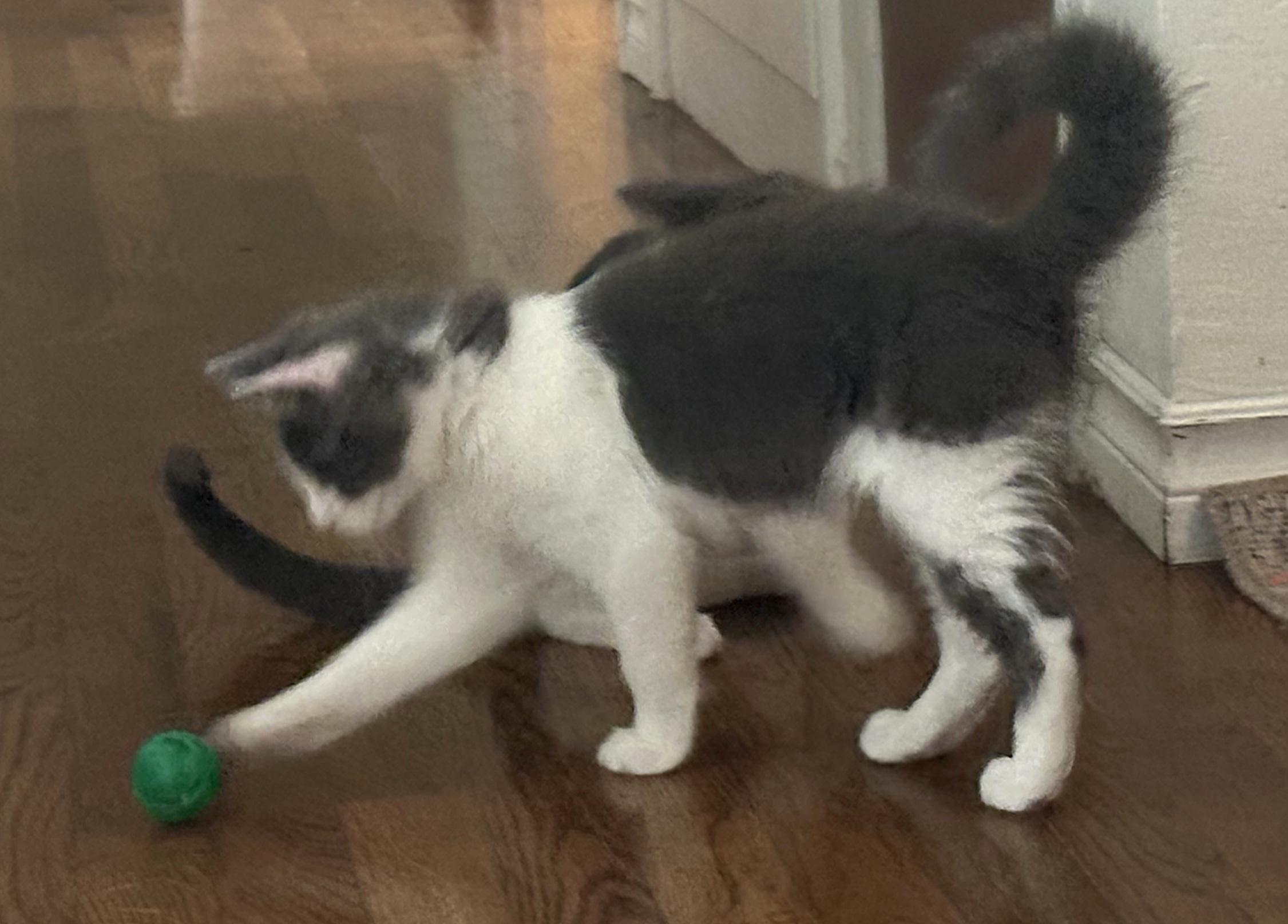 Big Fluff, an adopted Domestic Long Hair in Springfield, OR image 3/6