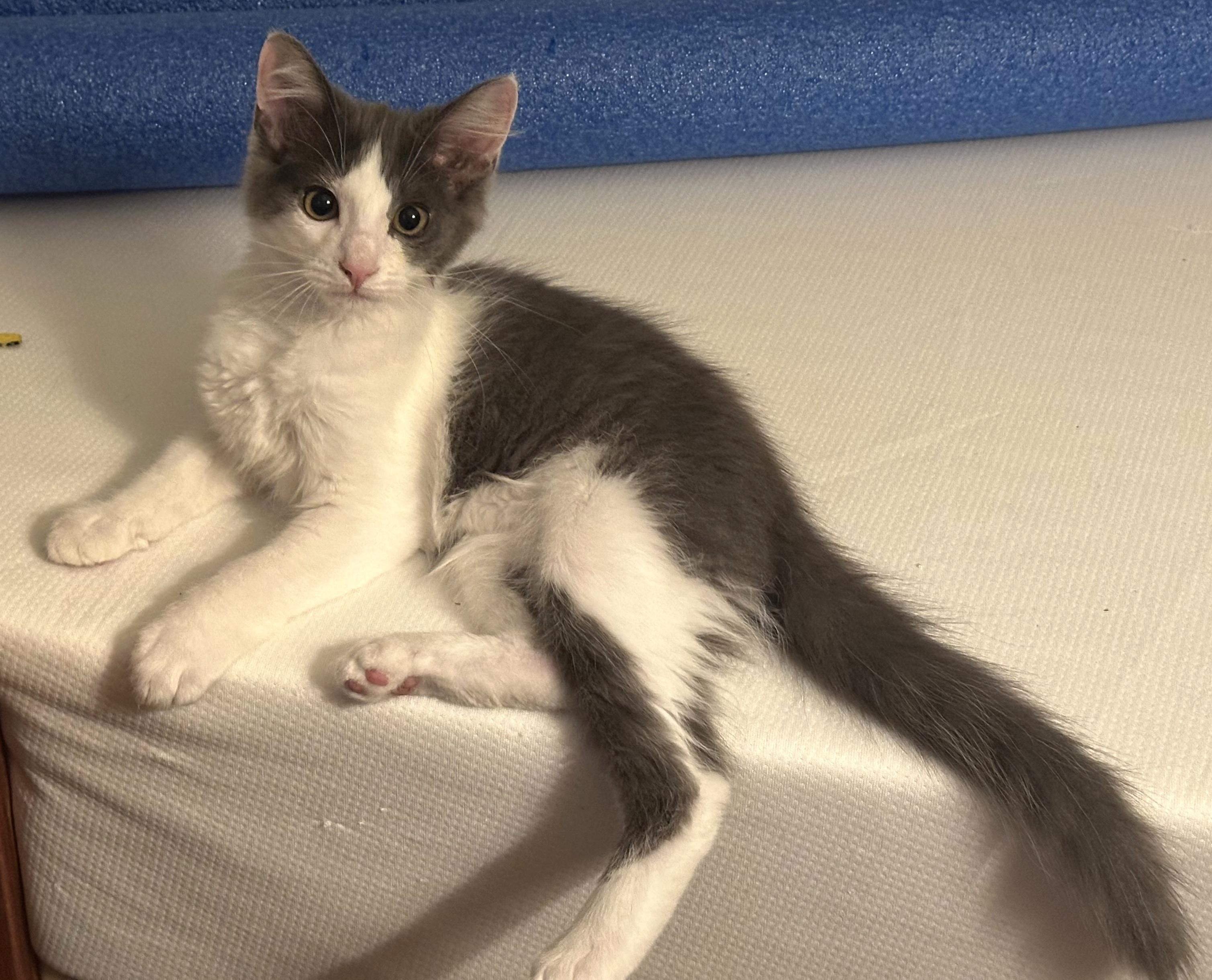 Big Fluff, adopted, Kitten Male Domestic Long Hair.