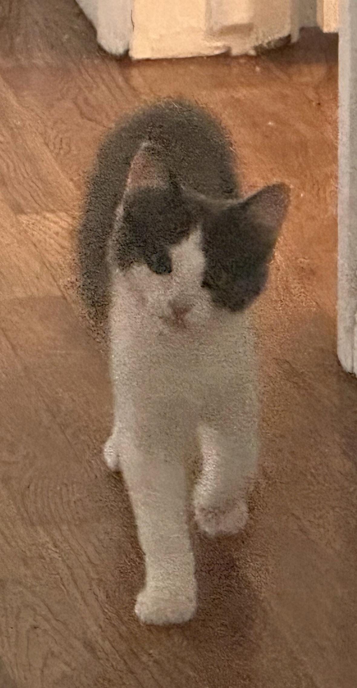 Big Fluff, an adopted Domestic Long Hair in Springfield, OR image 6/6