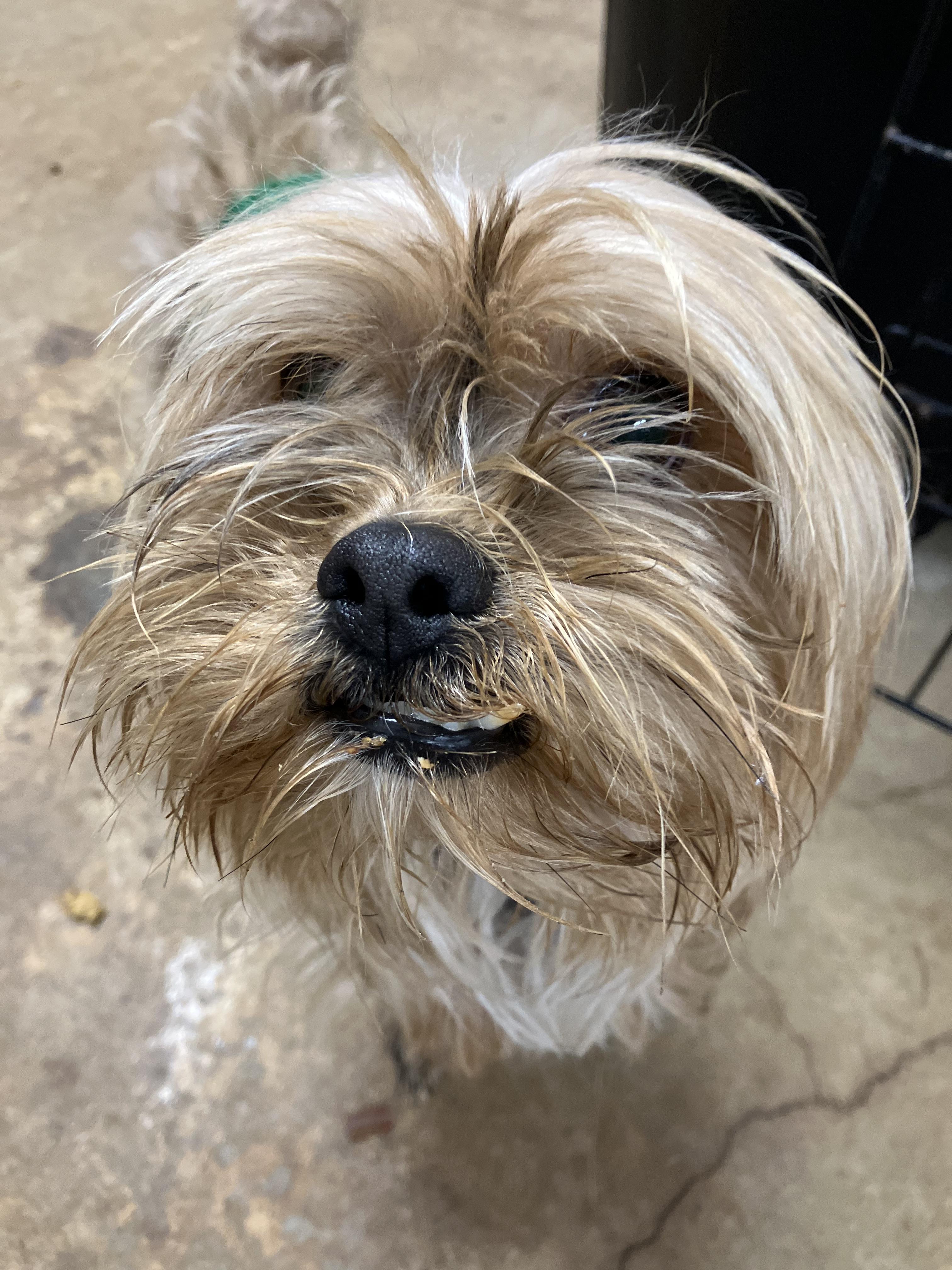 Enlarge Gus-Gus, a ADOPTABLE Chorkie in Sylacauga, AL image 1/2