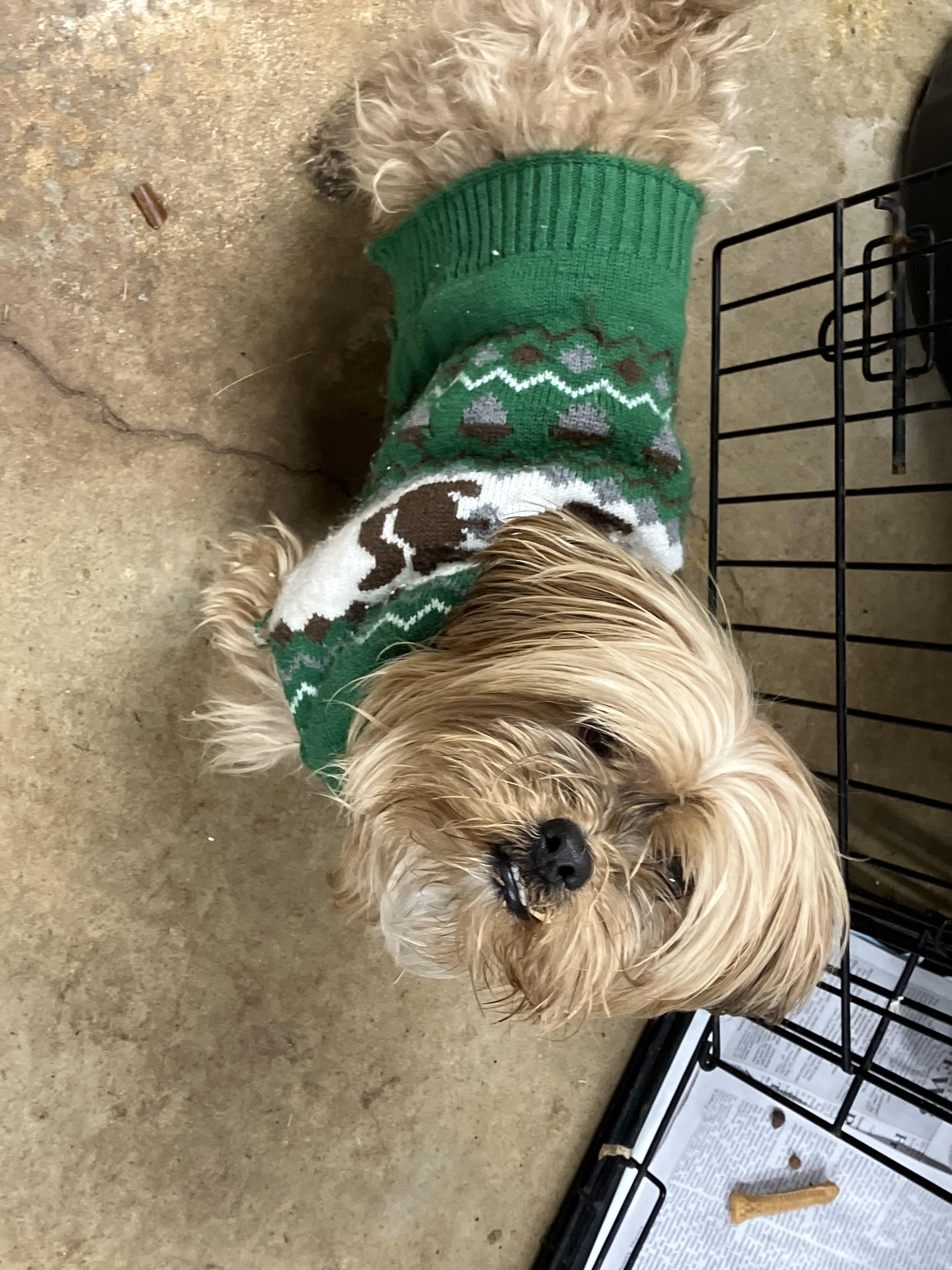 Enlarge Gus-Gus, a ADOPTABLE Chorkie in Sylacauga, AL image 2/2