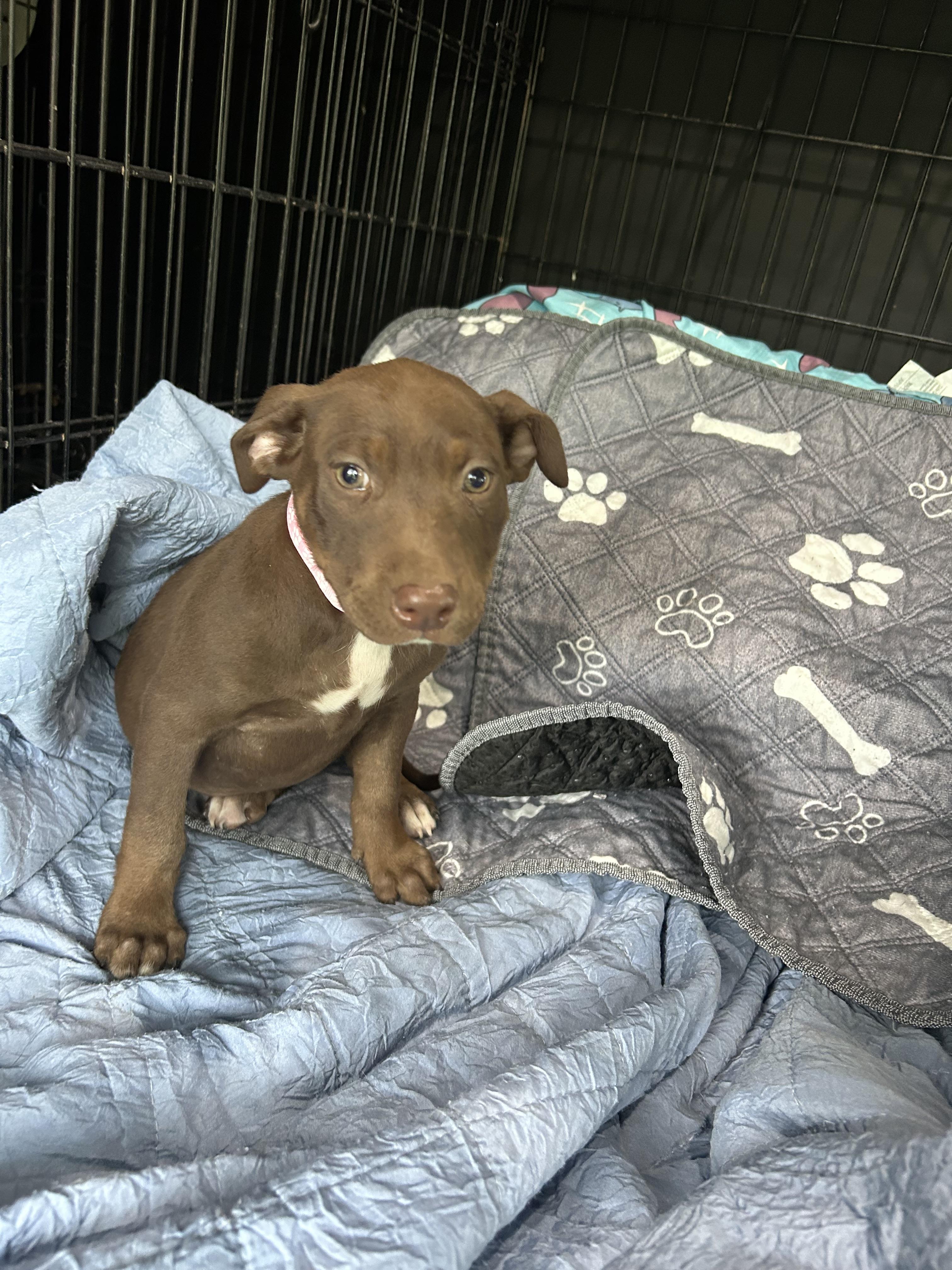 Enlarge Sadee, a Adoptable mixed breed in Texarkana, TX image 1/5