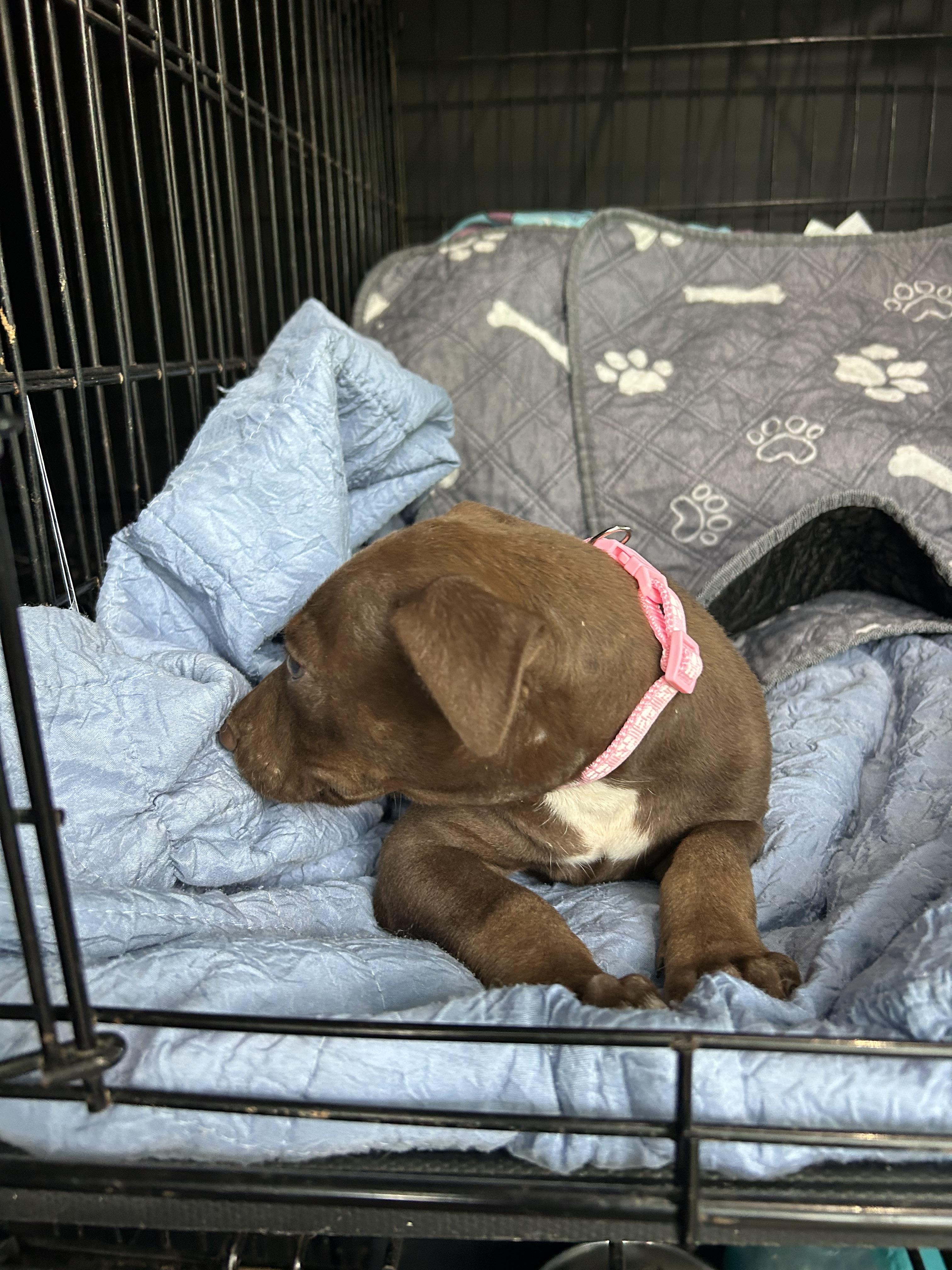 Enlarge Sadee, a Adoptable mixed breed in Texarkana, TX image 2/5