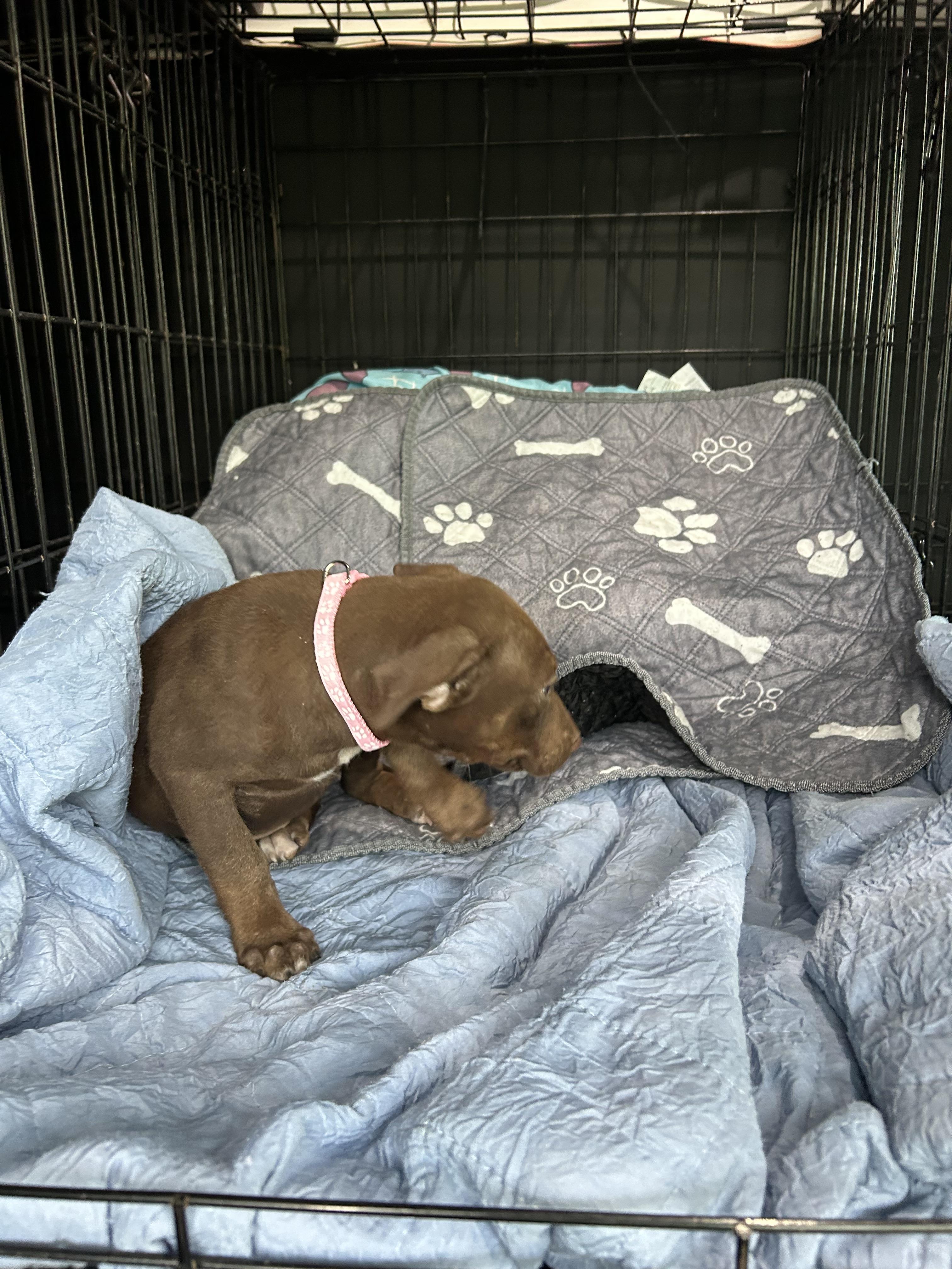 Enlarge Sadee, a Adoptable mixed breed in Texarkana, TX image 3/5