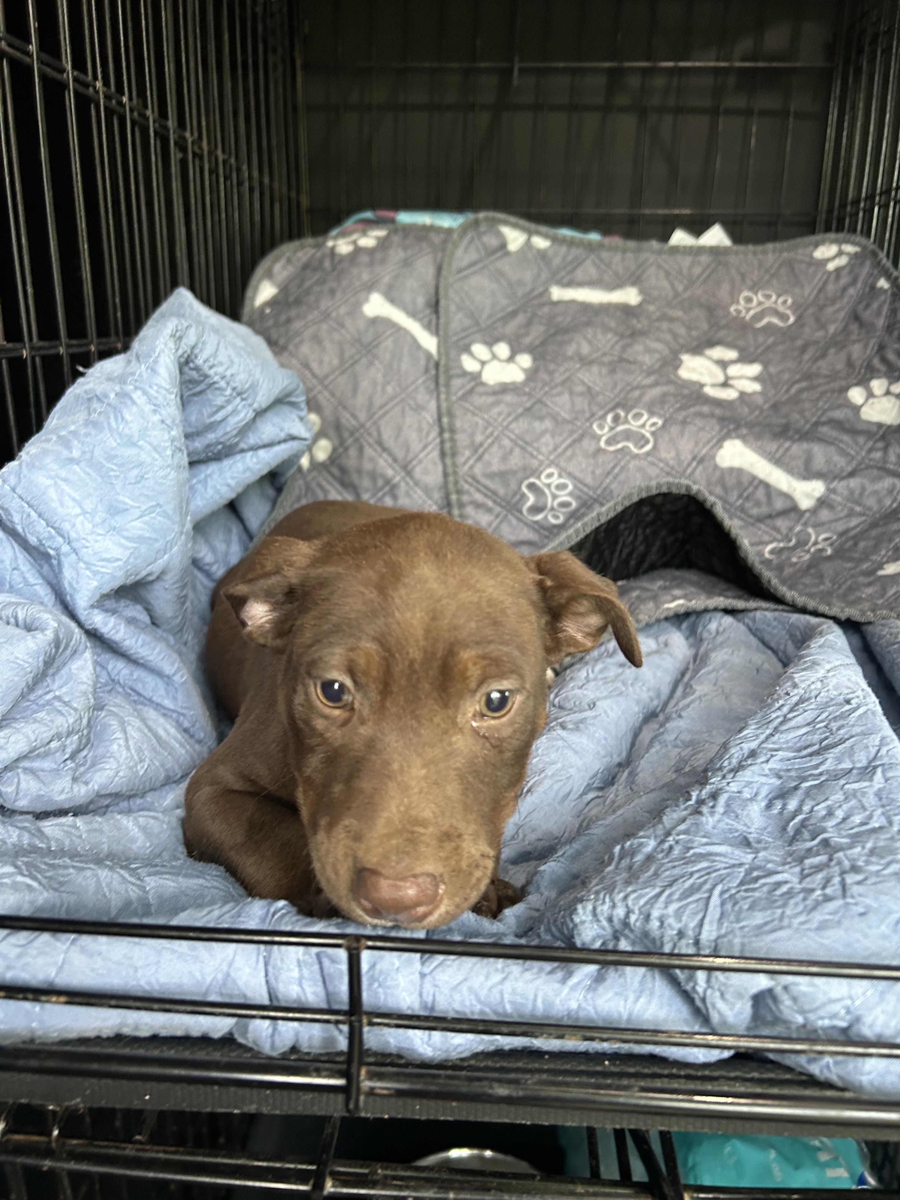 Enlarge Sadee, a Adoptable mixed breed in Texarkana, TX image 4/5