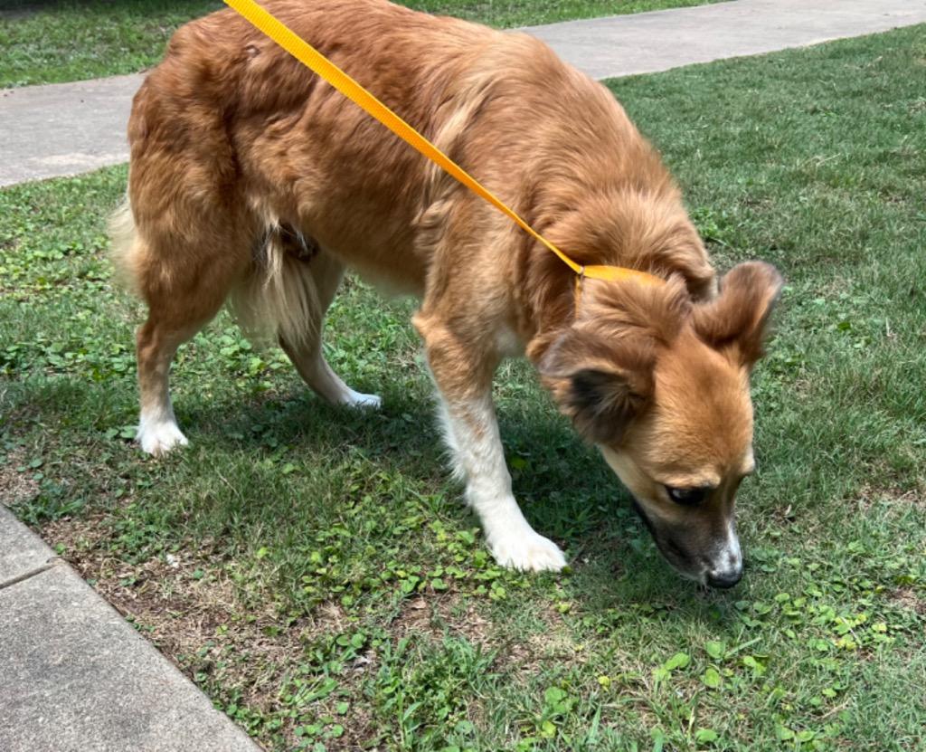 Luna, a Adoptable Border Collie in Nacogdoches, TX image 1/2