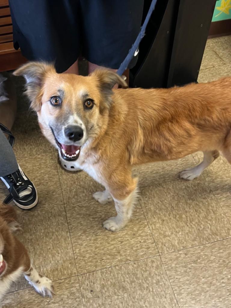 Luna, a Adoptable Border Collie in Nacogdoches, TX image 2/2