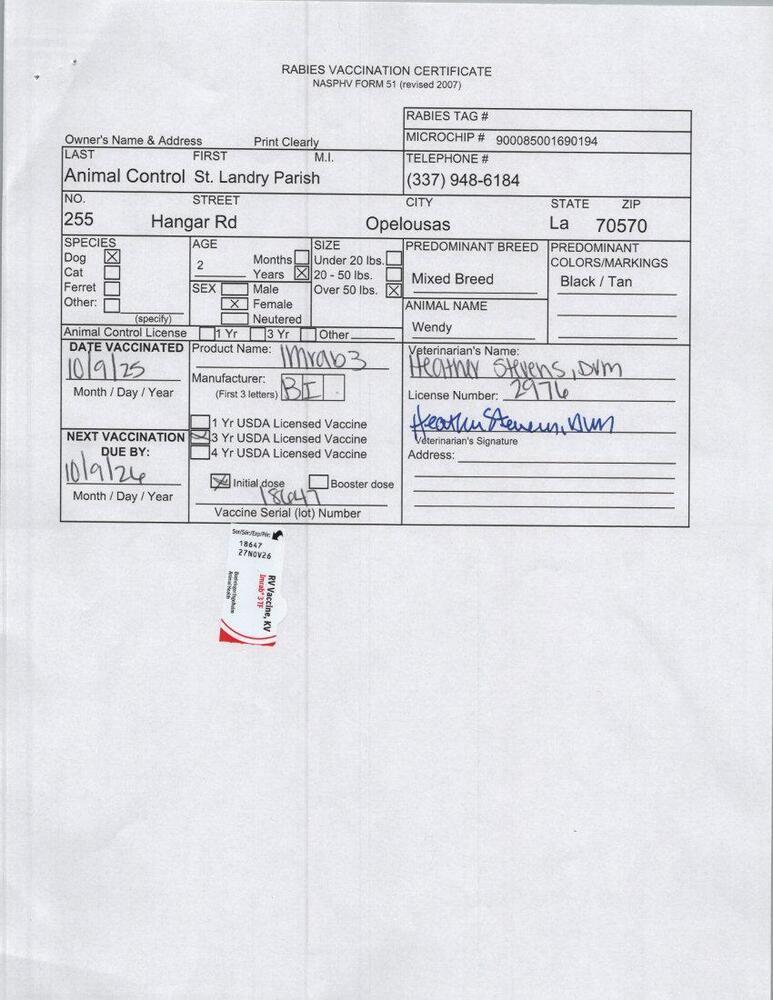 Wendy, Adoptable, Young Female Shepherd.