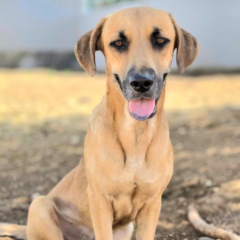 Marc, a Adopted mixed breed in Toronto, ON image 5/6