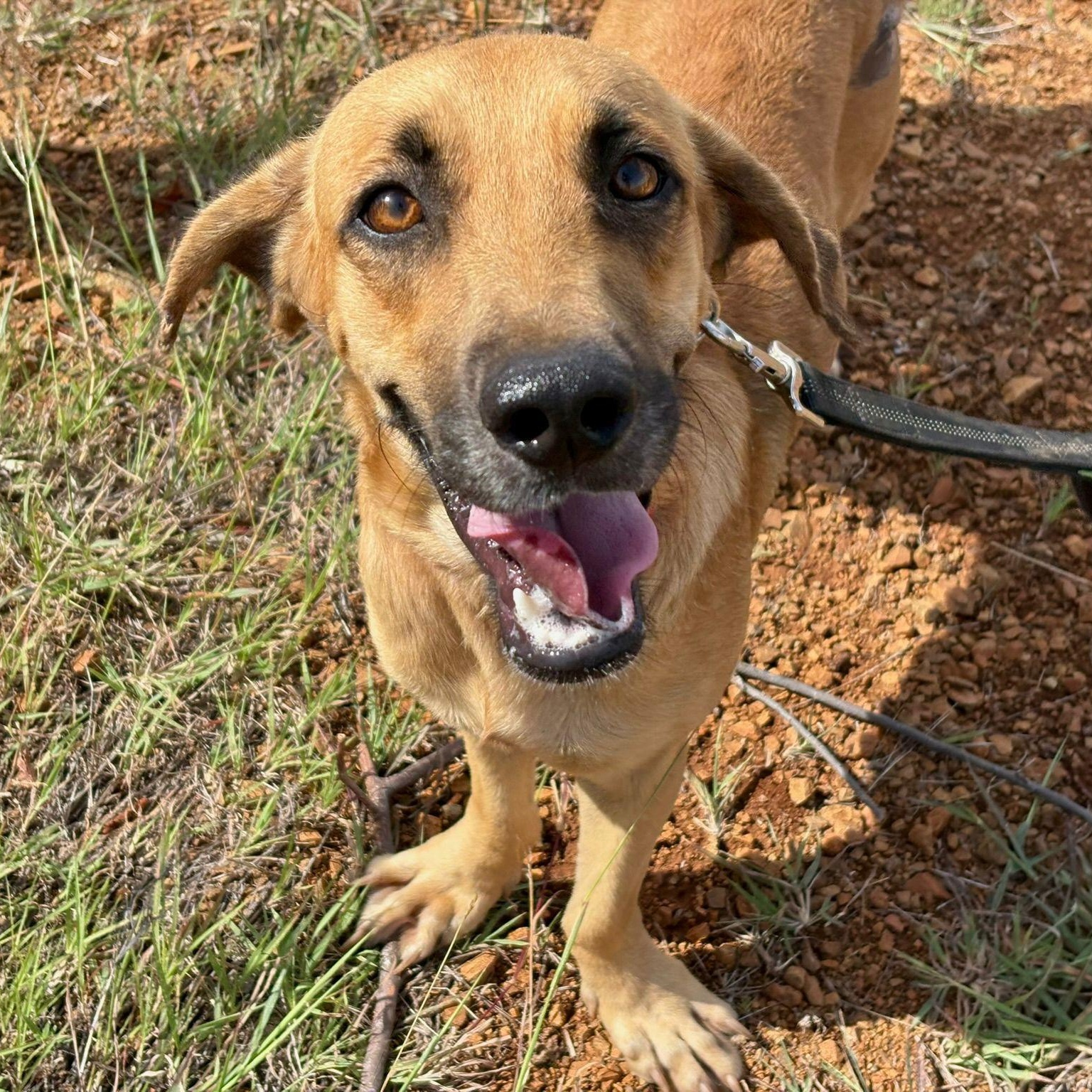 Marc, a Adopted mixed breed in Toronto, ON image 3/6